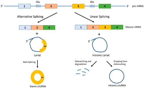 IJMS | Free Full-Text | Circular RNAs As Novel Regulators Of β-Cell ...