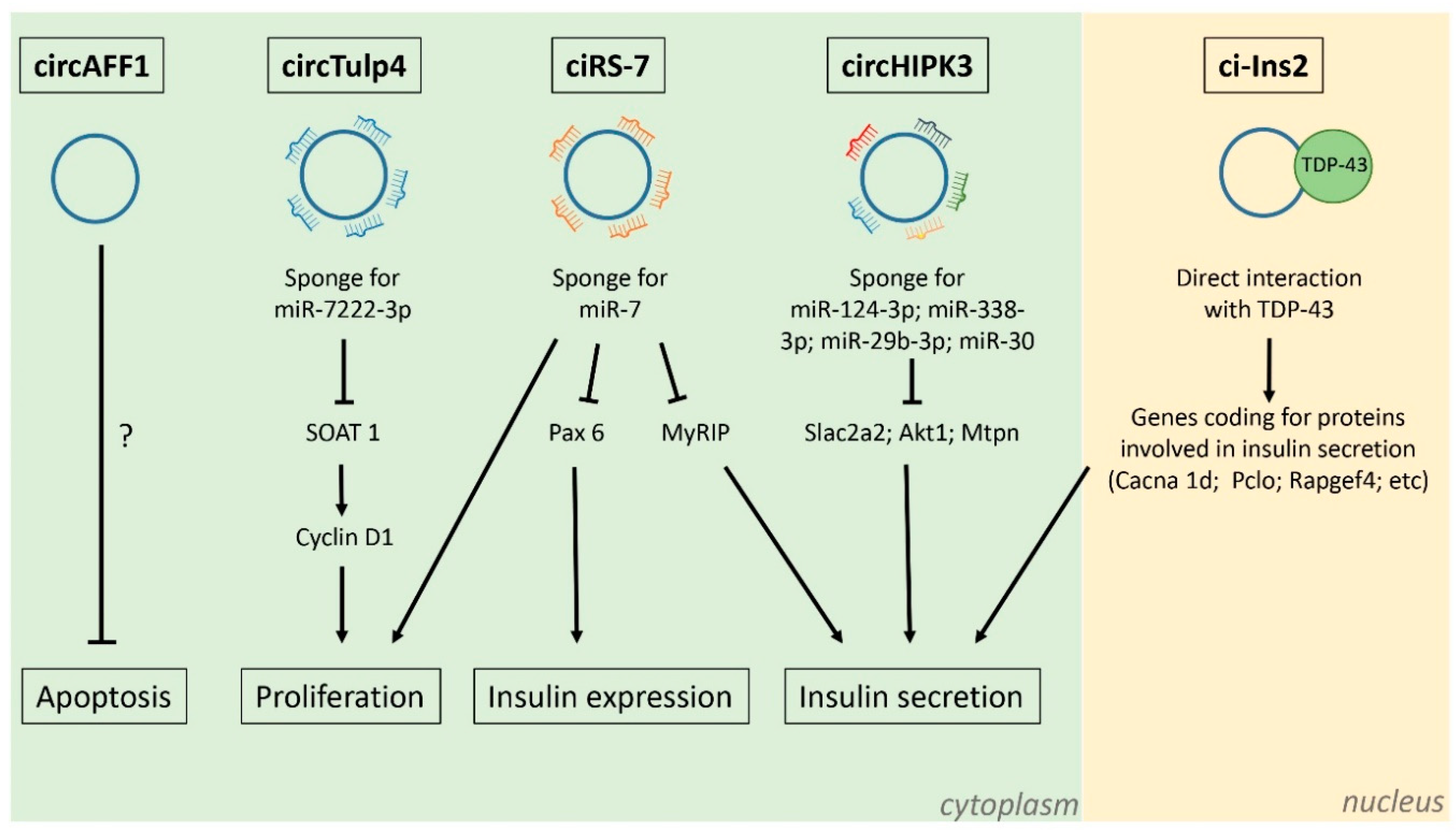 IJMS | Free Full-Text | Circular RNAs As Novel Regulators Of β-Cell ...