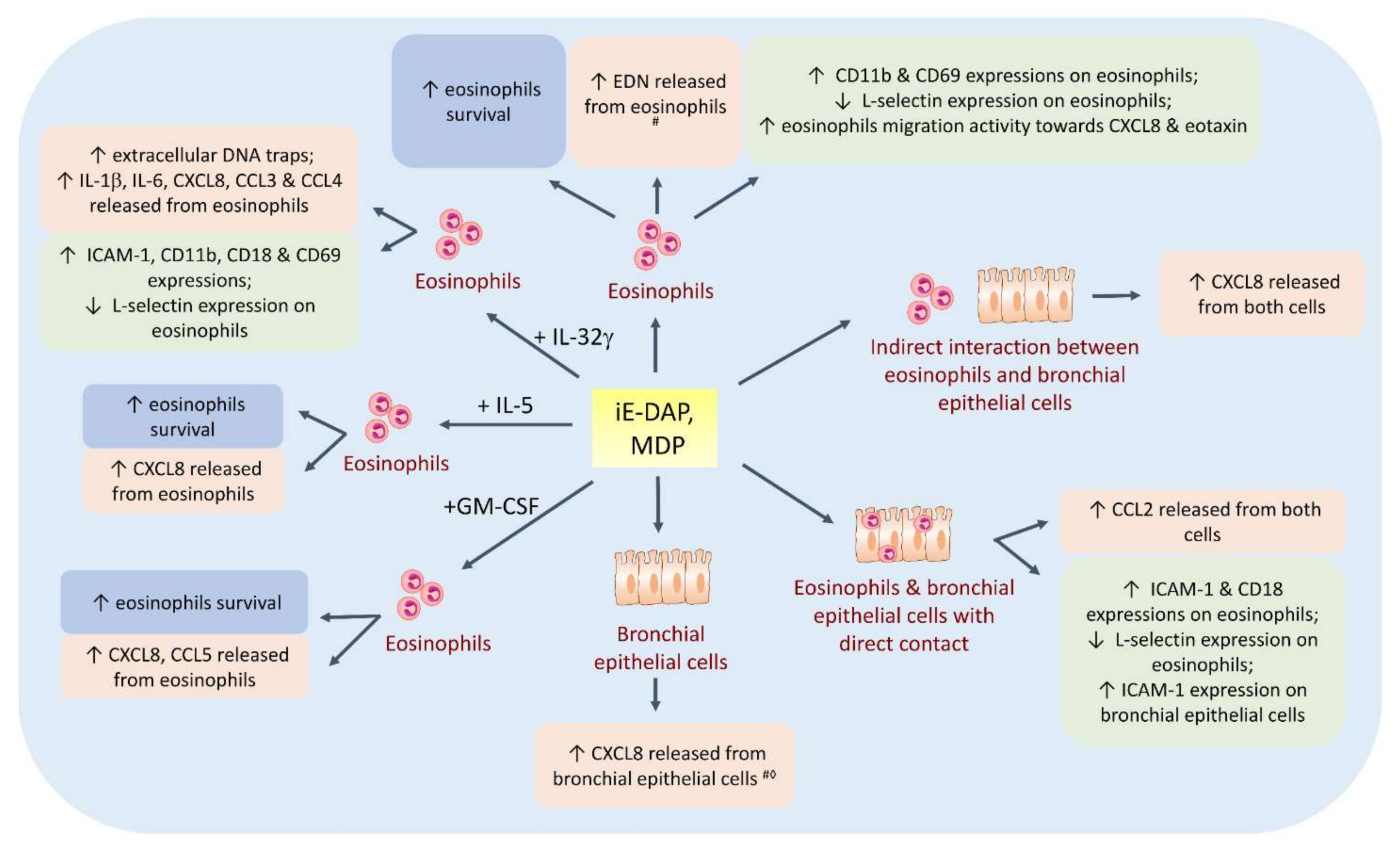 IJMS | Free Full-Text | Immunological Roles of NLR in Allergic Diseases and  Its Underlying Mechanisms | HTML