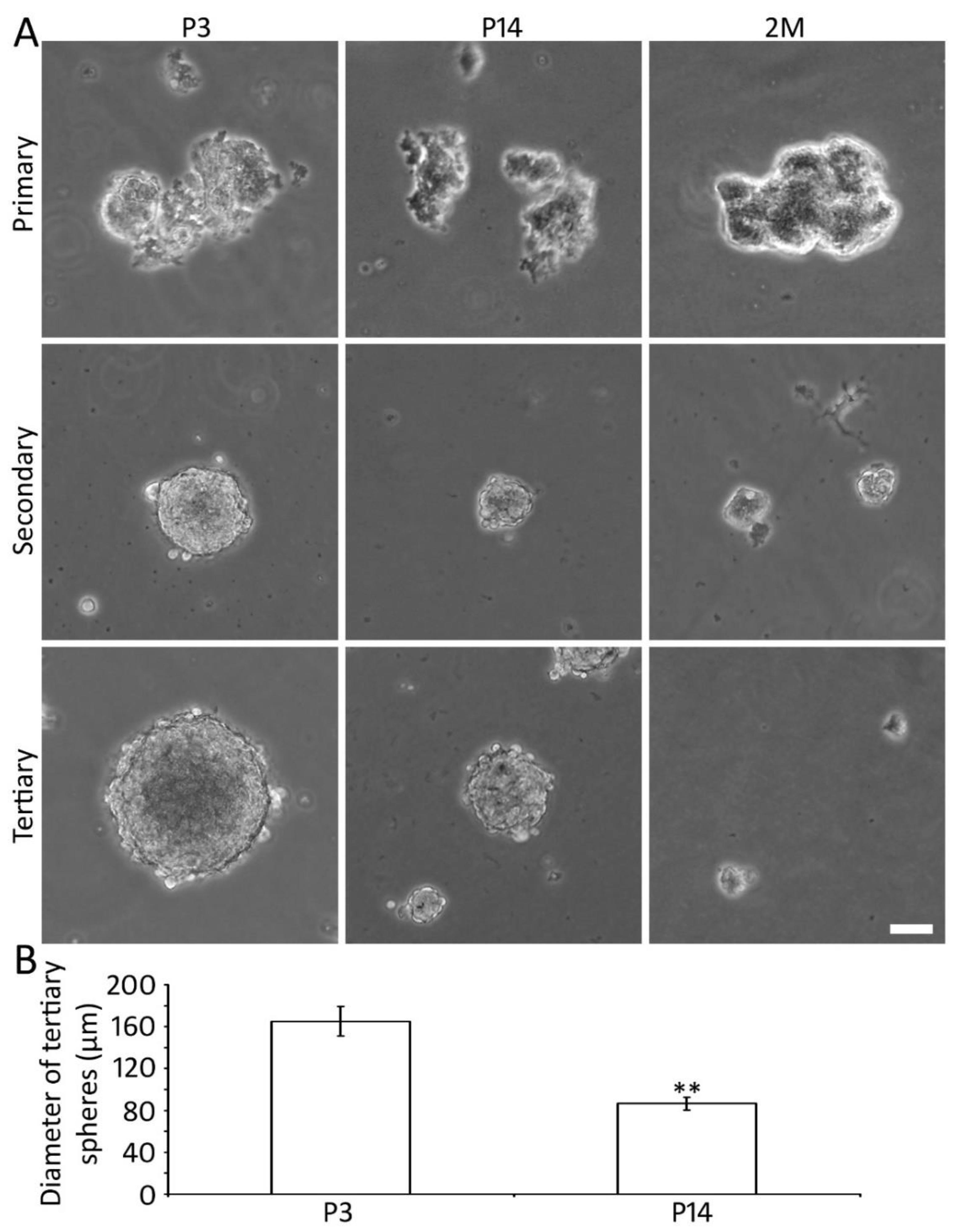 Ijms 22 01550 g002 Ijms 22 01550 g002