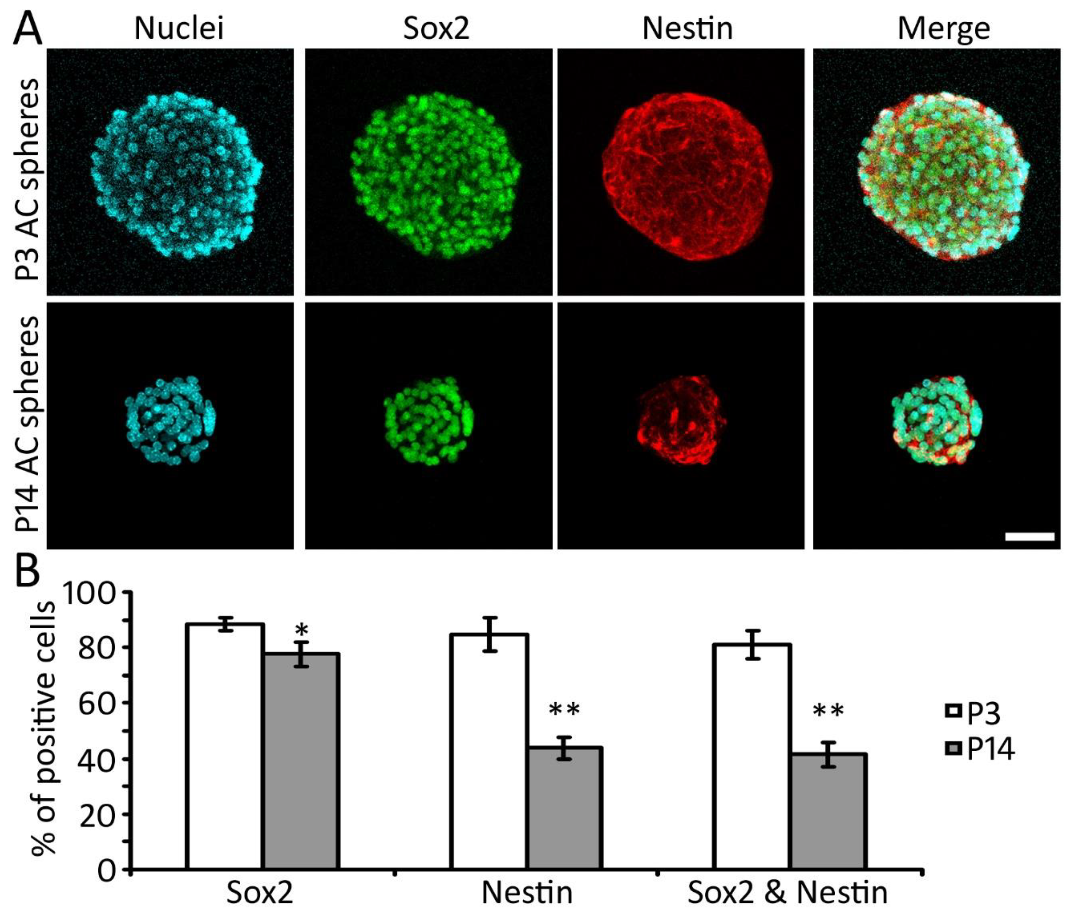 Ijms 22 01550 g004 Ijms 22 01550 g004