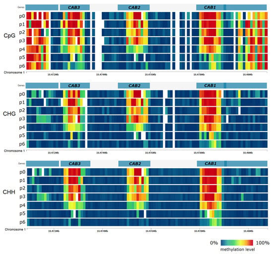 IJMS | Free Full-Text | DNA Demethylation in Response to Heat Stress in ...