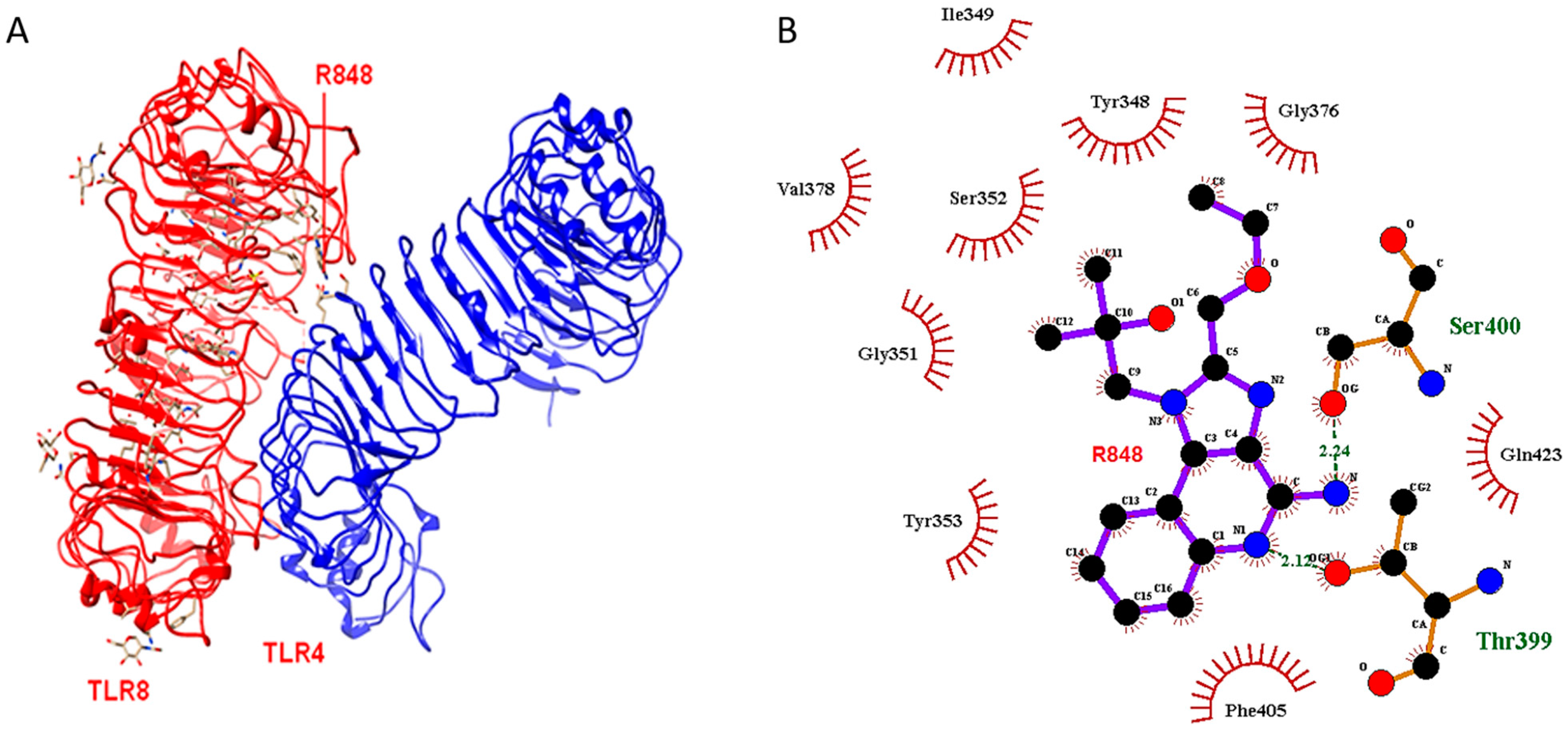 IJMS | Free Full-Text | Interaction of TLR4 and TLR8 in the Innate