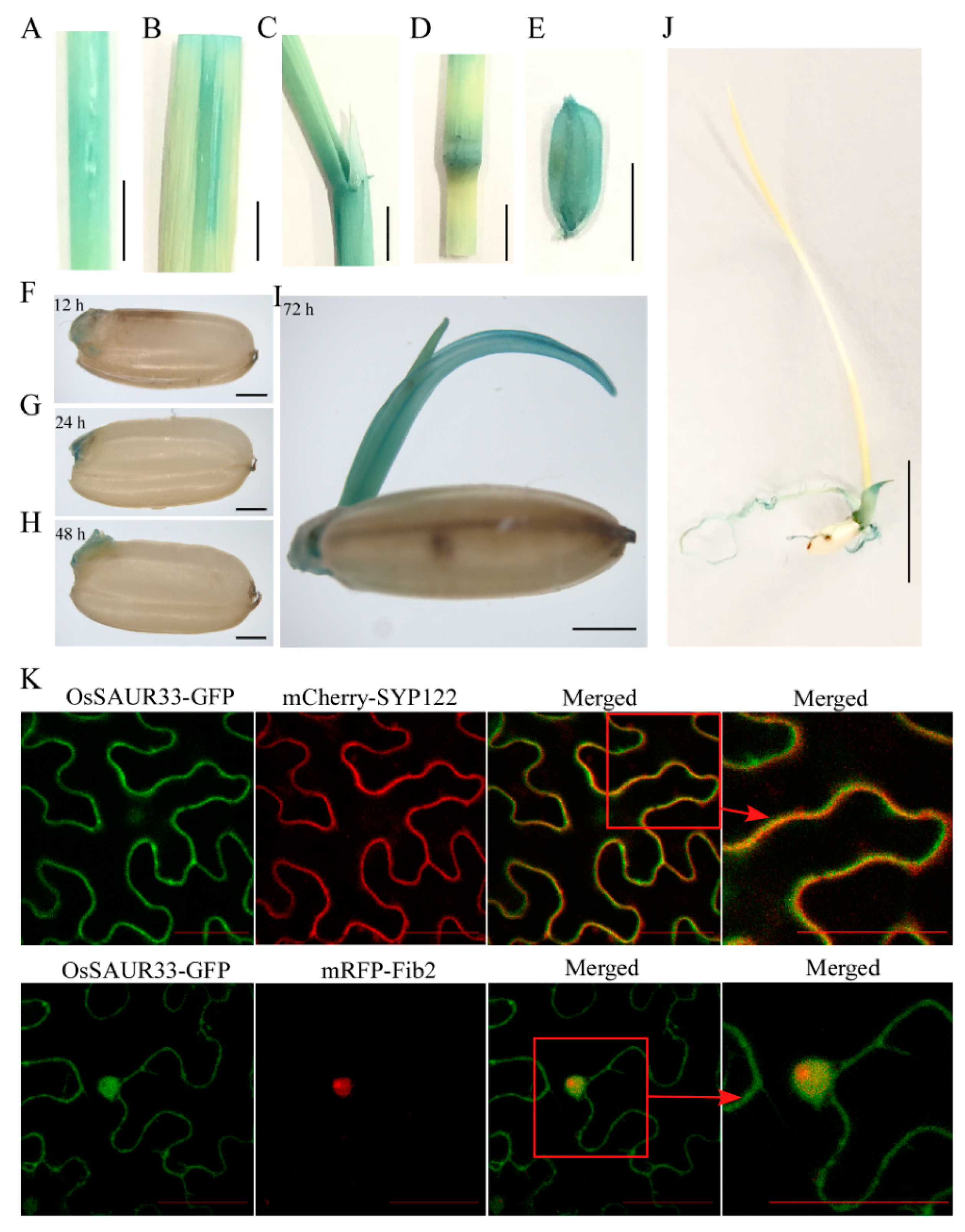 Ijms 22 01562 g003 Ijms 22 01562 g003