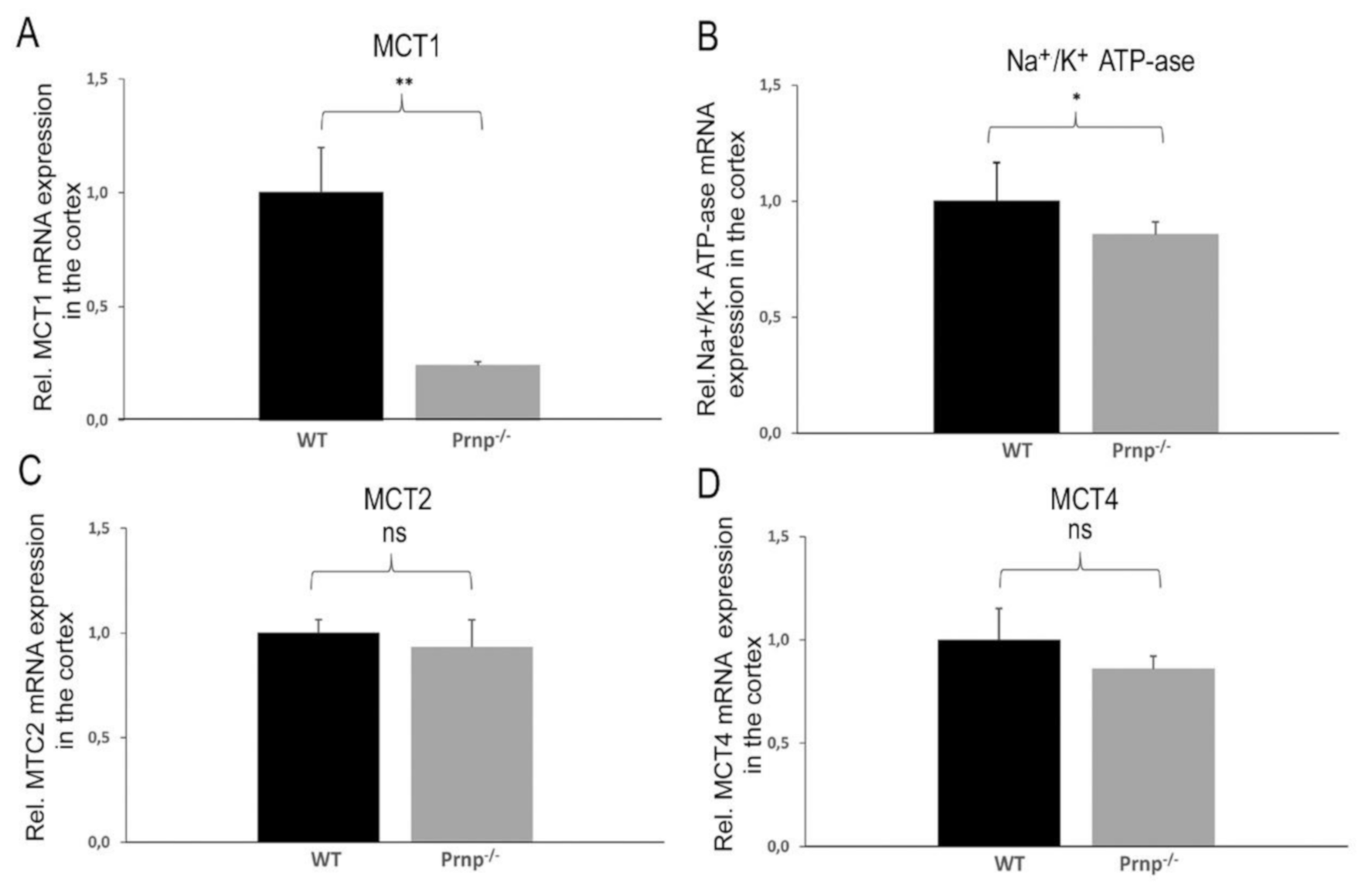 IJMS | Free Full-Text | Altered mRNA and Protein Expression of  Monocarboxylate Transporter MCT1 in the Cerebral Cortex and Cerebellum of  Prion Protein Knockout Mice