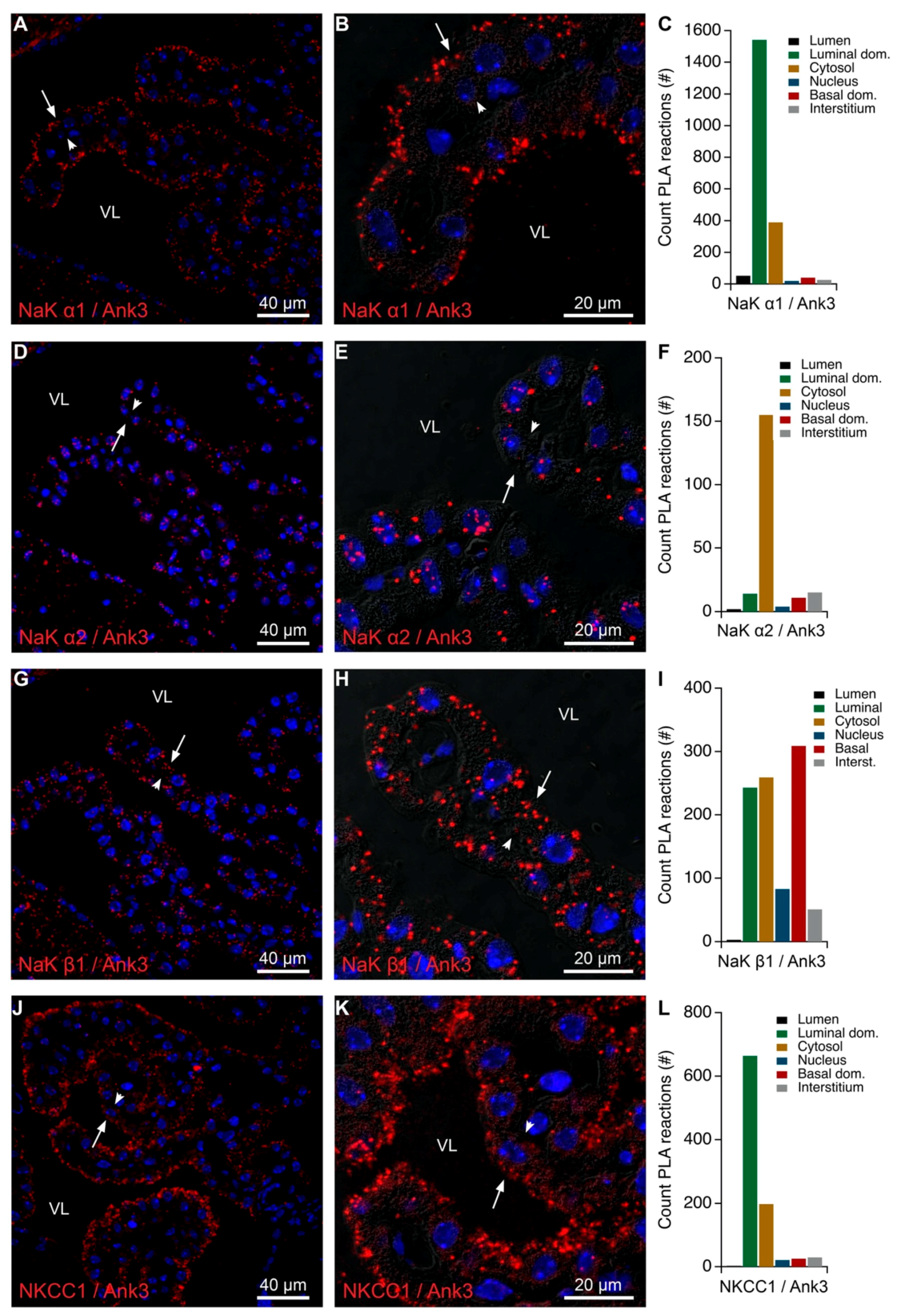 IJMS | Free Full-Text | Multiple Na,K-ATPase Subunits Colocalize in the  Brush Border of Mouse Choroid Plexus Epithelial Cells | HTML
