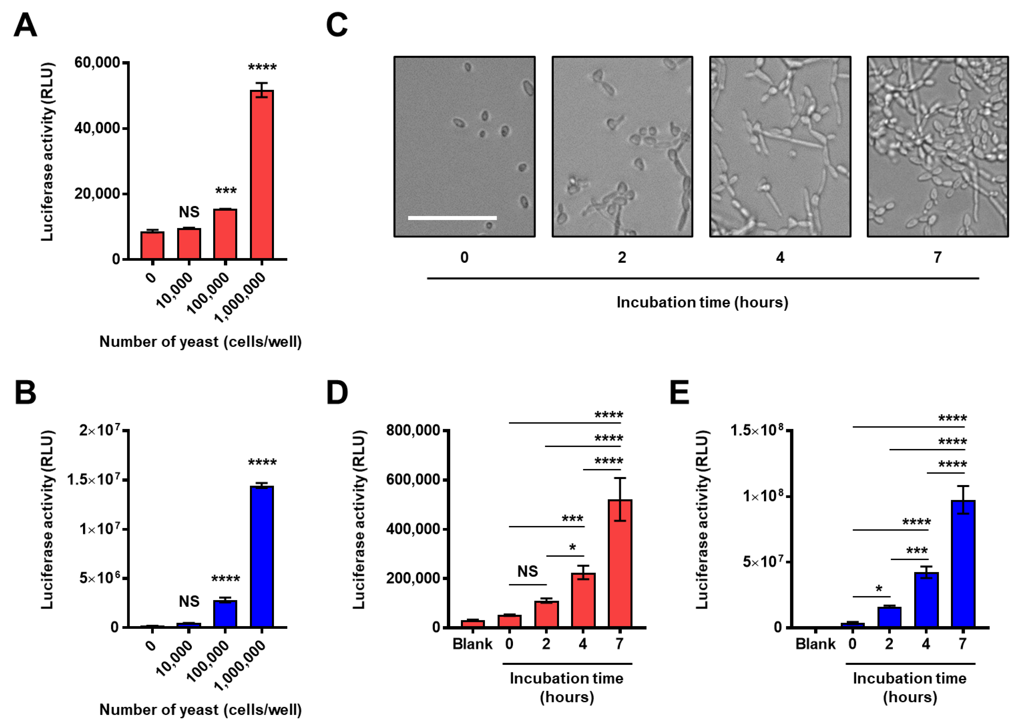 Ijms 22 01576 g005 Ijms 22 01576 g005