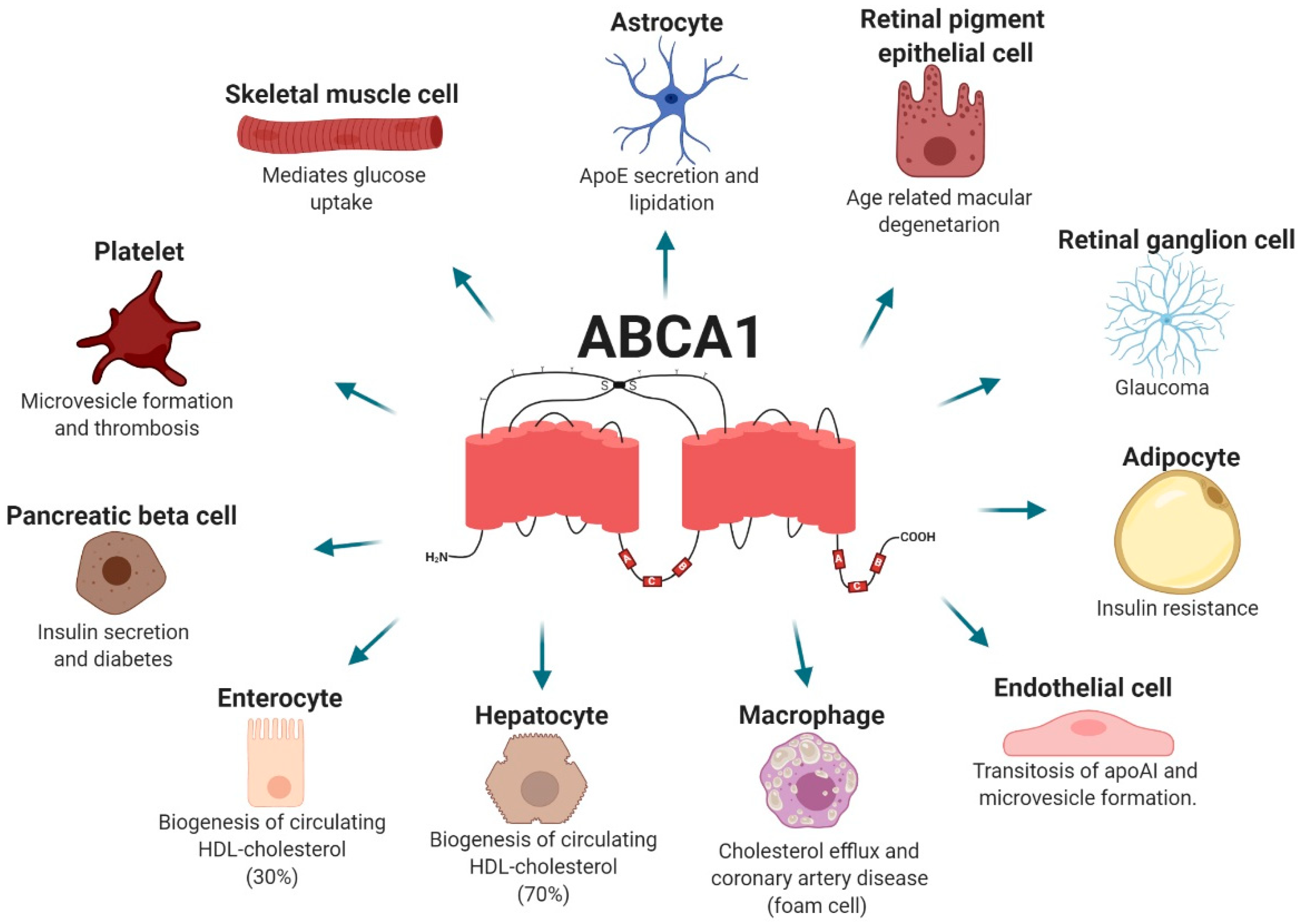IJMS | Free Full-Text | The Role of the ATP-Binding Cassette A1 (ABCA1) in  Human Disease