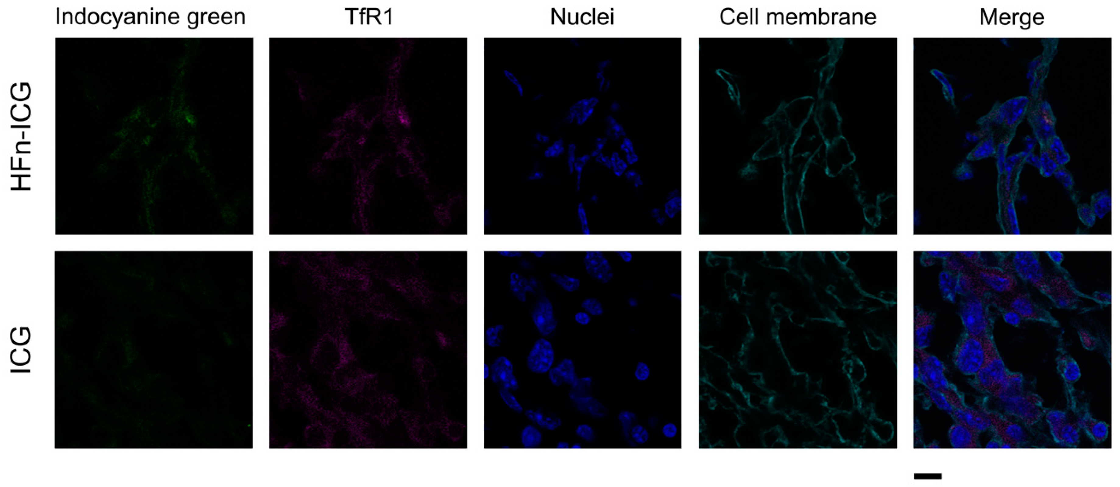 Ijms 22 01601 g003 Ijms 22 01601 g003