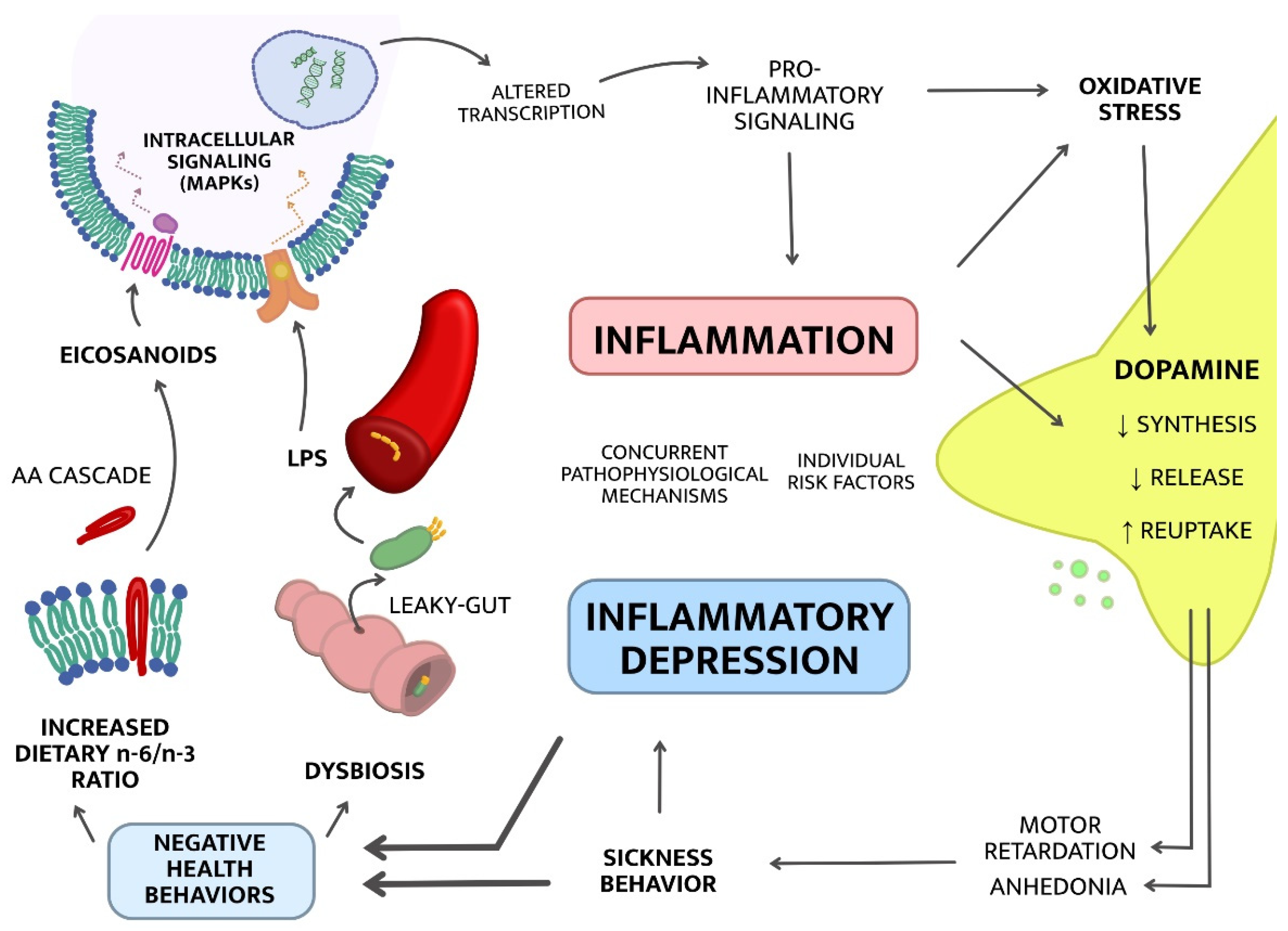 IJMS | Free Full-Text | Inflammatory Depression—Mechanisms and  Non-Pharmacological Interventions