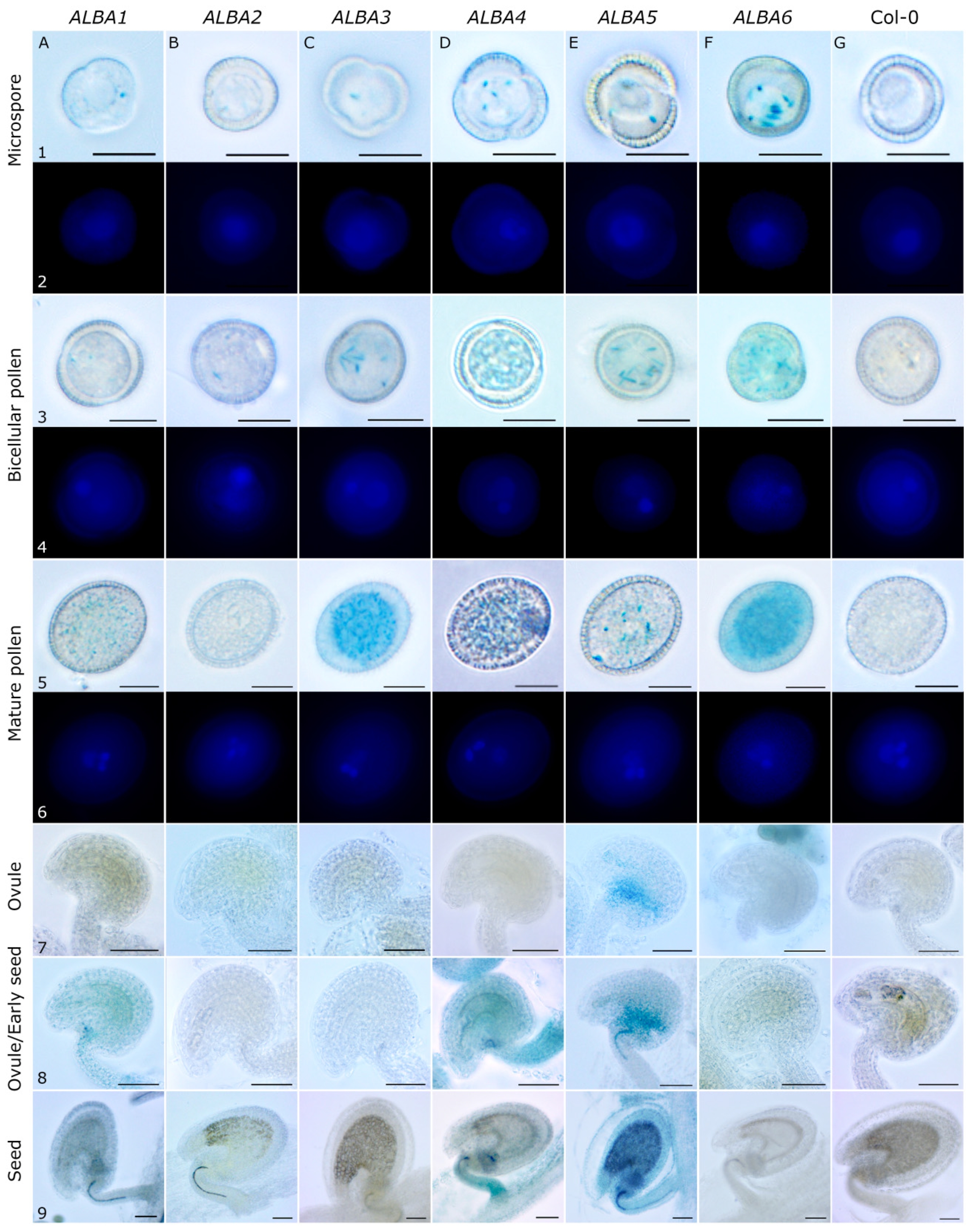 Ijms 22 01652 g003 Ijms 22 01652 g003