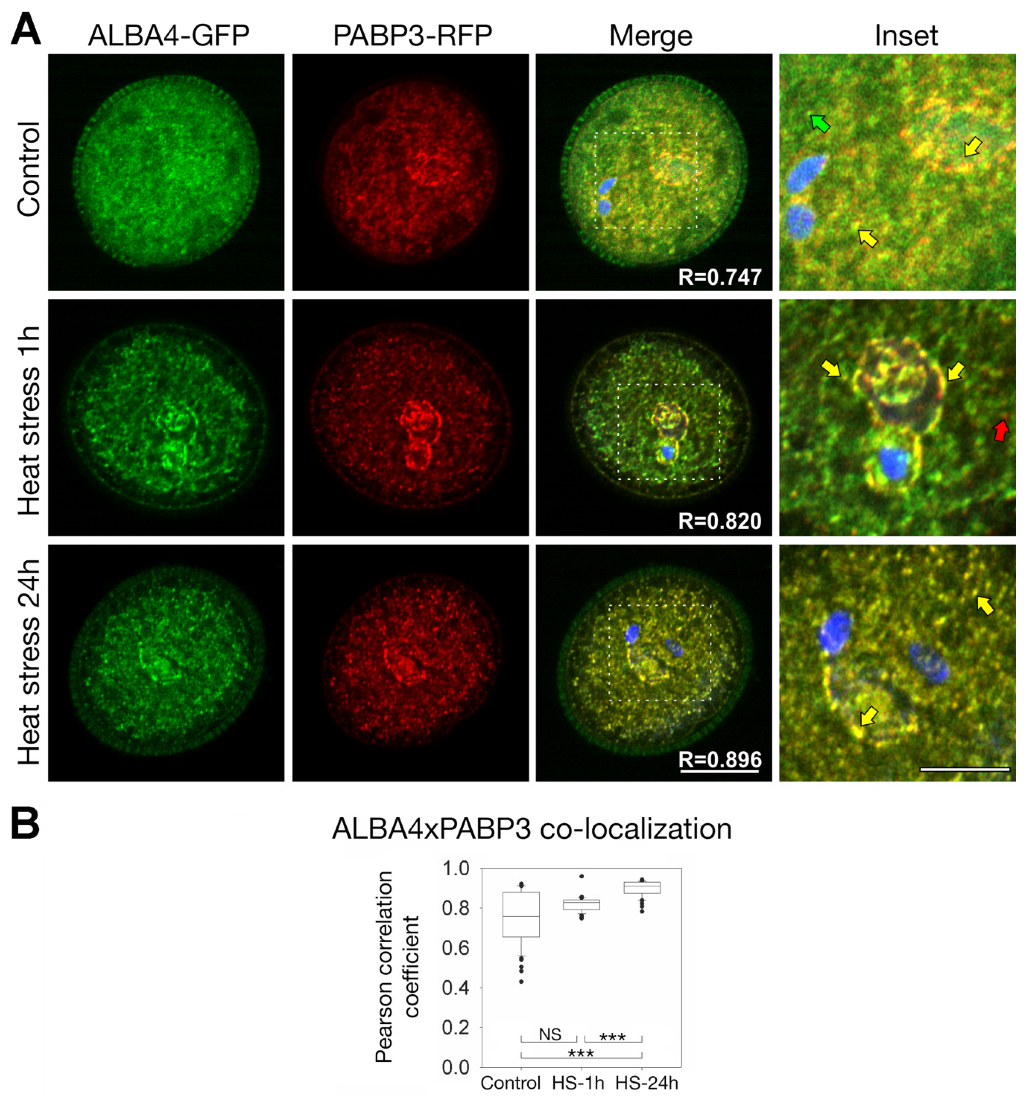 Ijms 22 01652 g008 Ijms 22 01652 g008