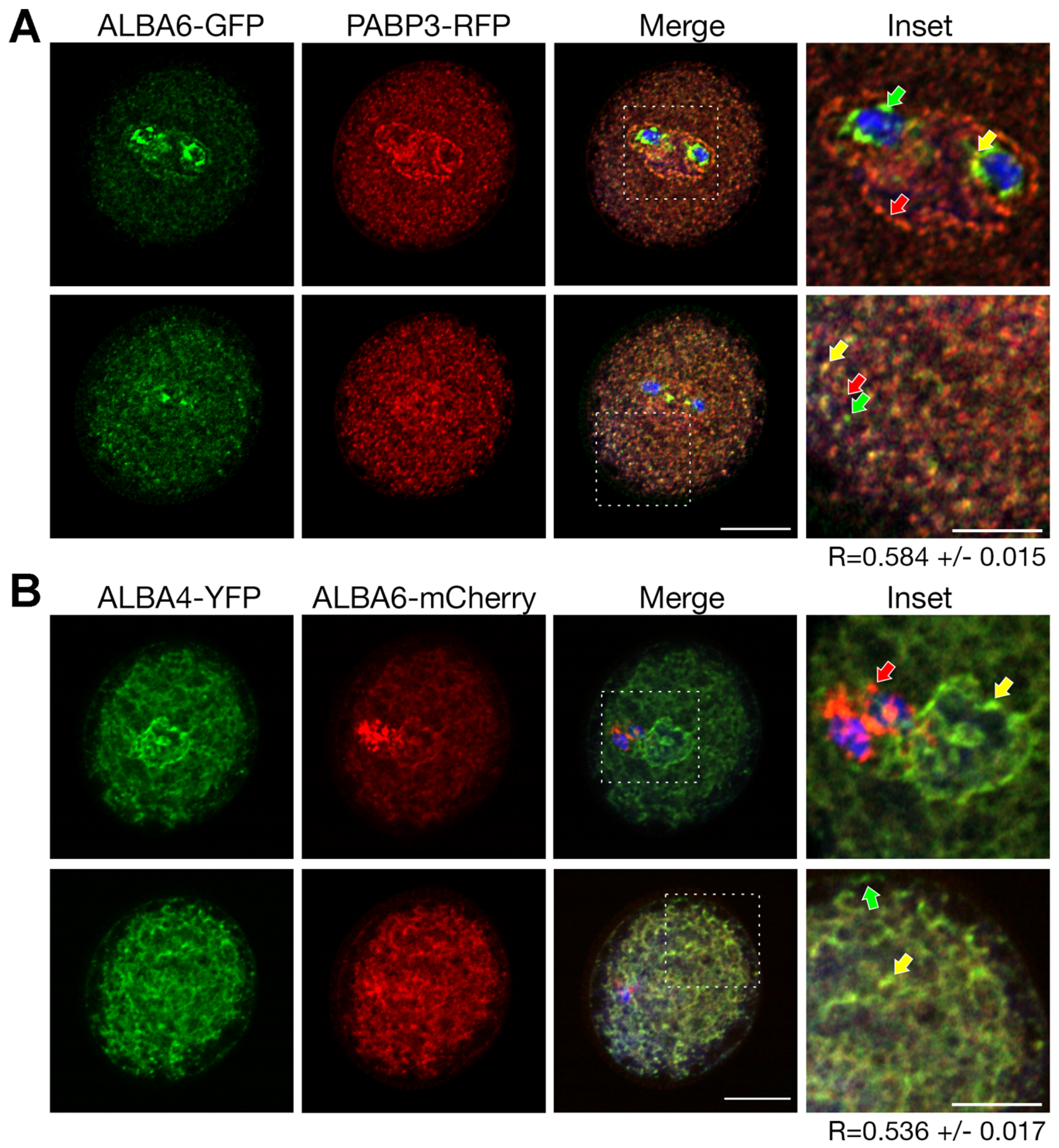 Ijms 22 01652 g009 Ijms 22 01652 g009