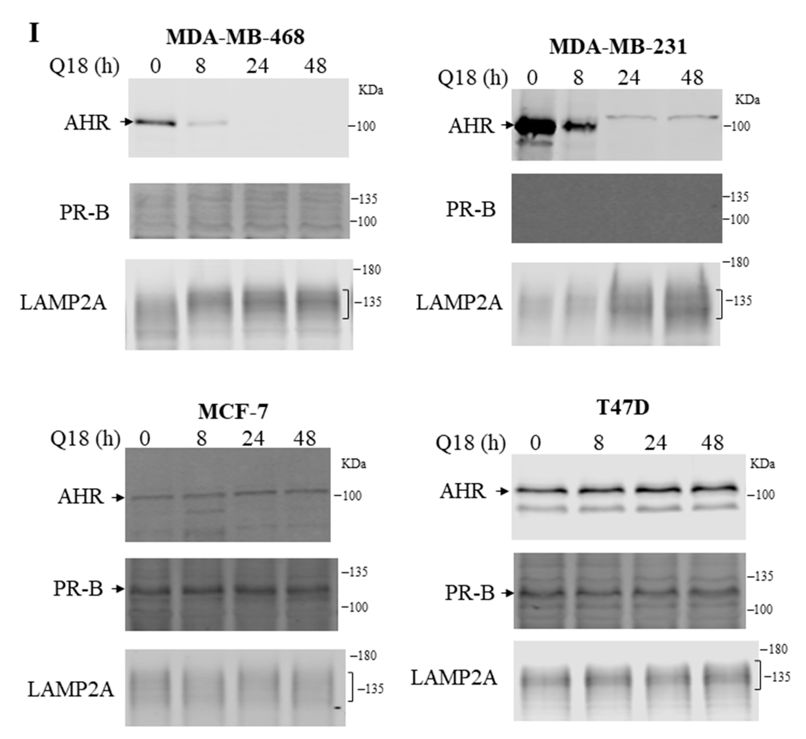 Ijms 22 01654 g005d Ijms 22 01654 g005d