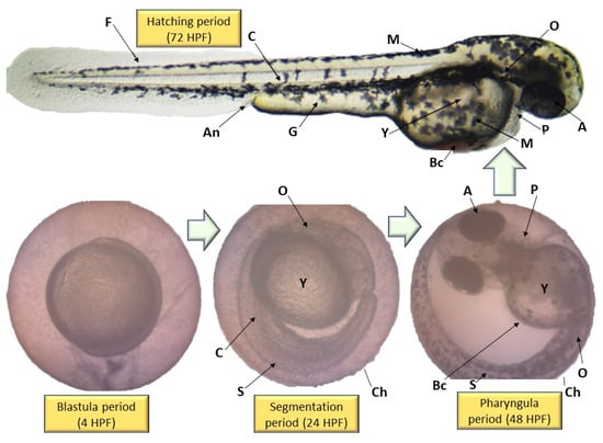 zebrafish embryo diagram
