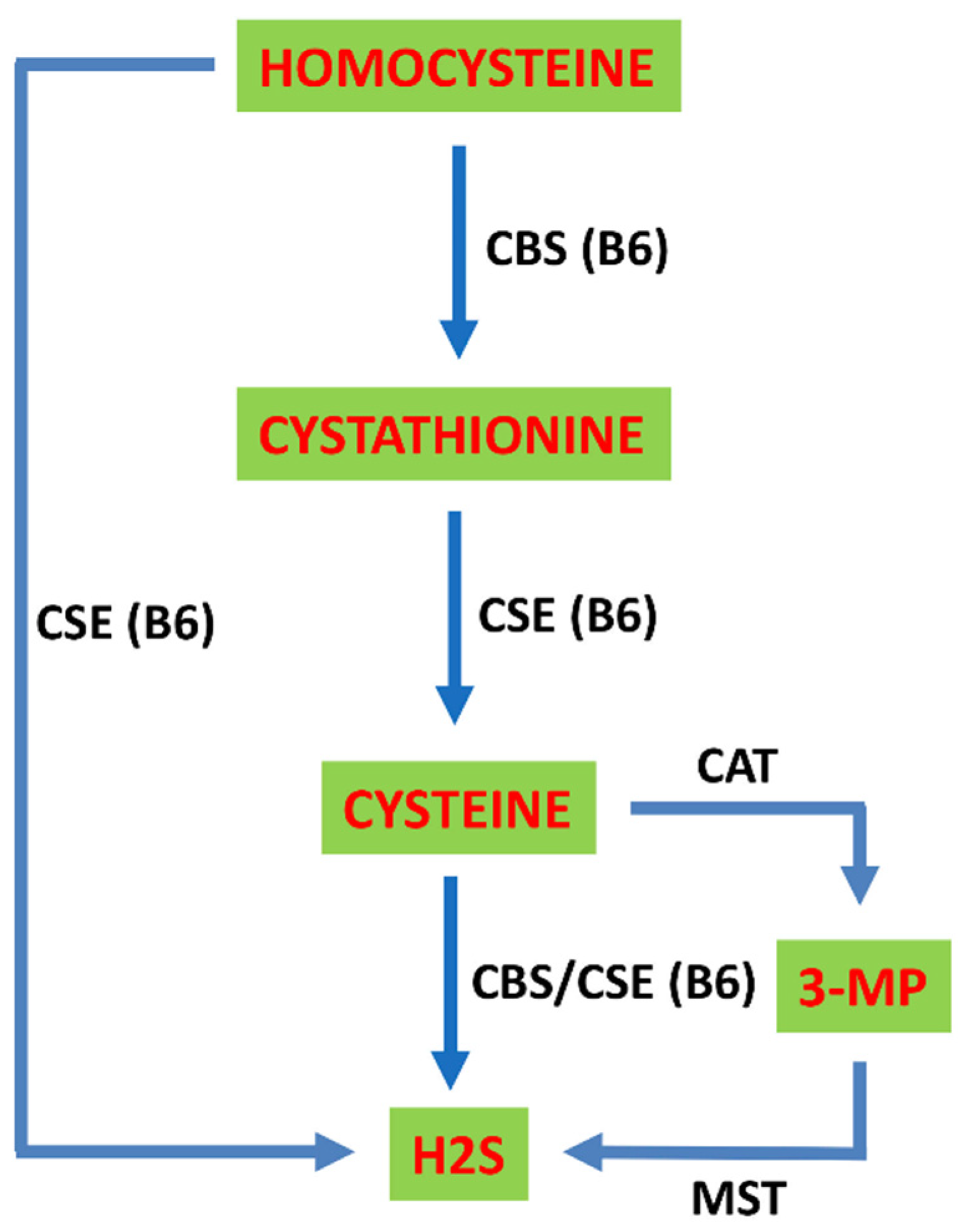 Ijms 22 01690 g002 Ijms 22 01690 g002