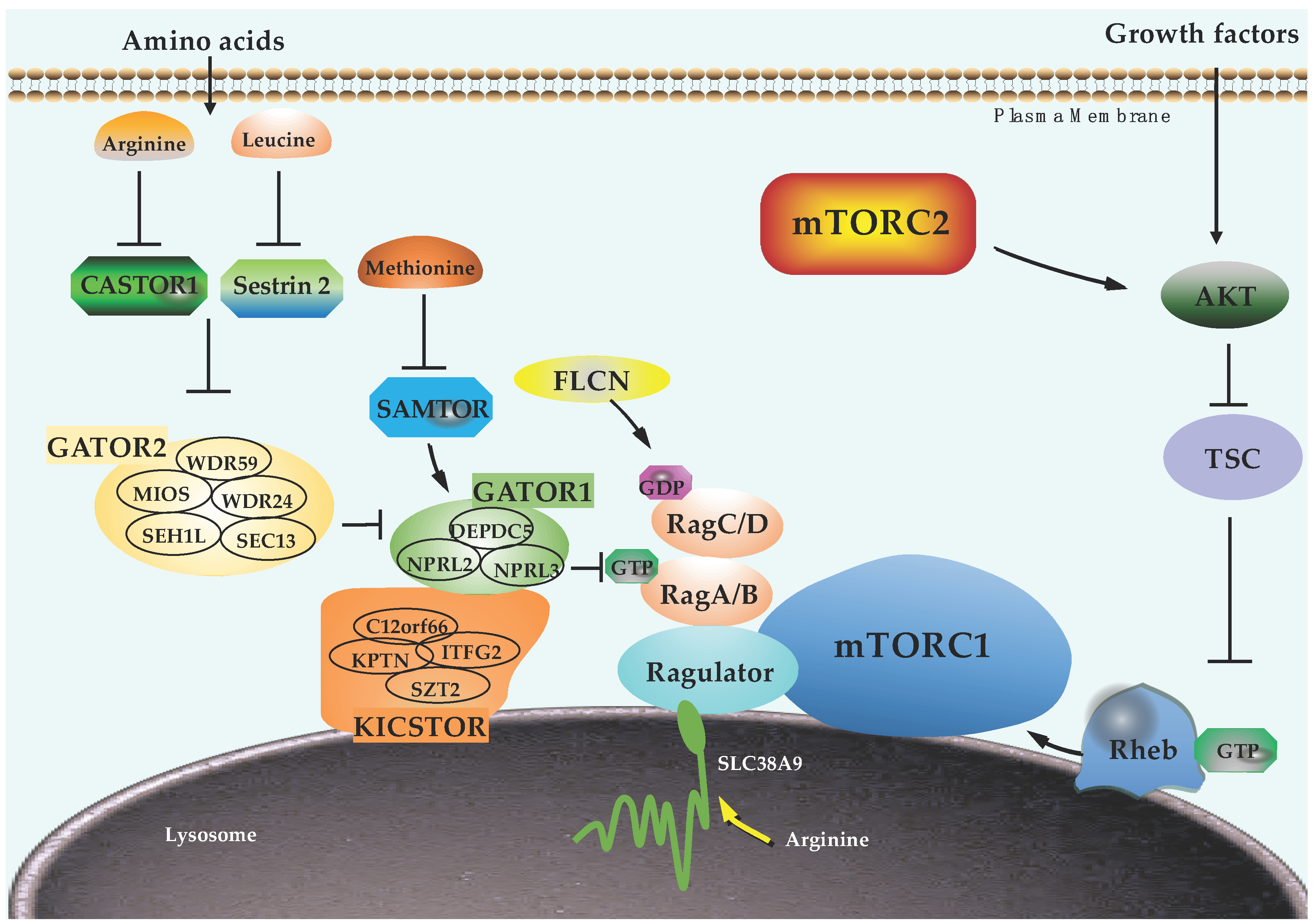 Ijms Free Full Text The Roles Of Post Translational Modifications On Mtor Signaling