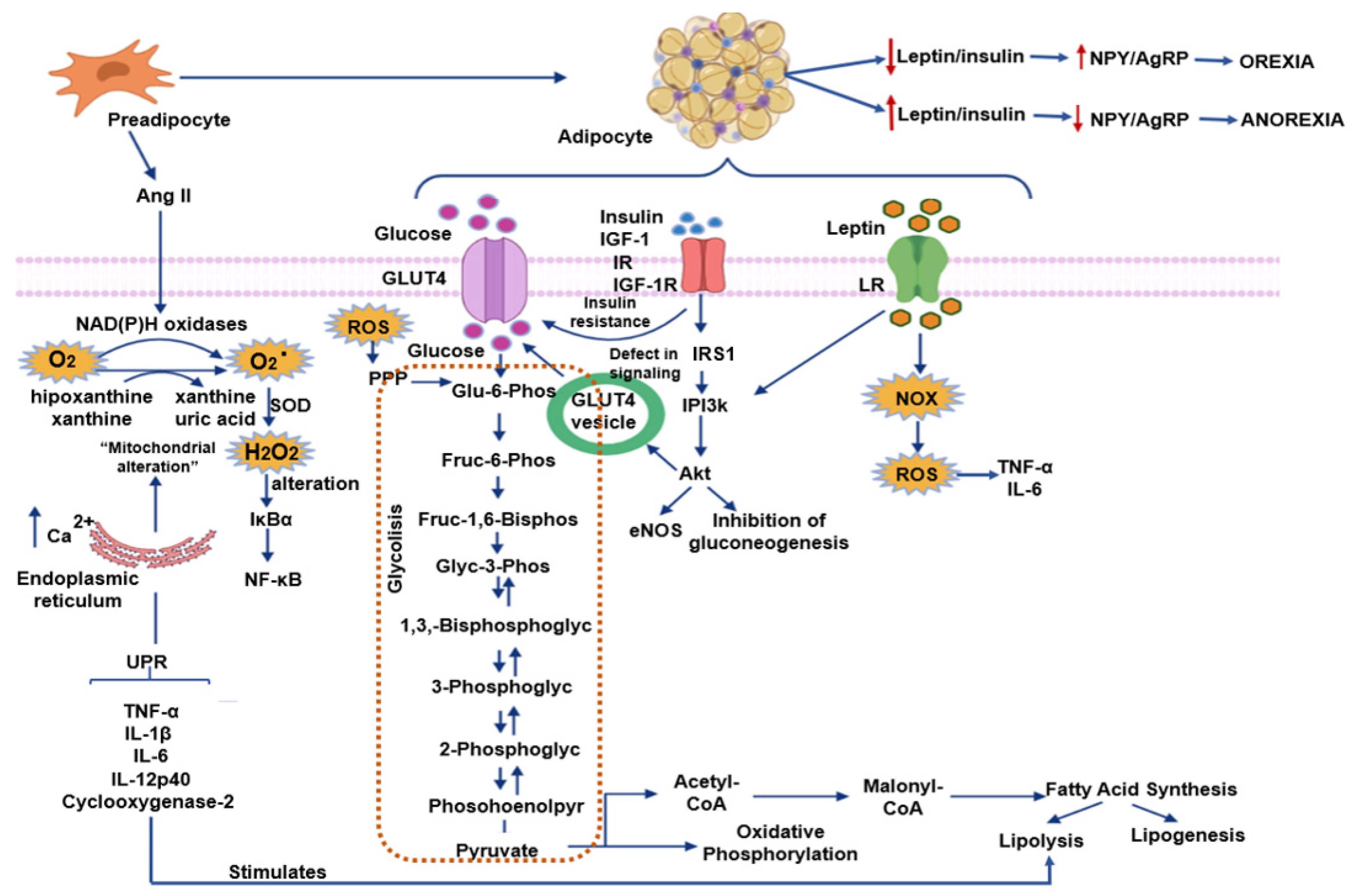 IJMS Free FullText Oxidative Stress, Plant Natural Antioxidants