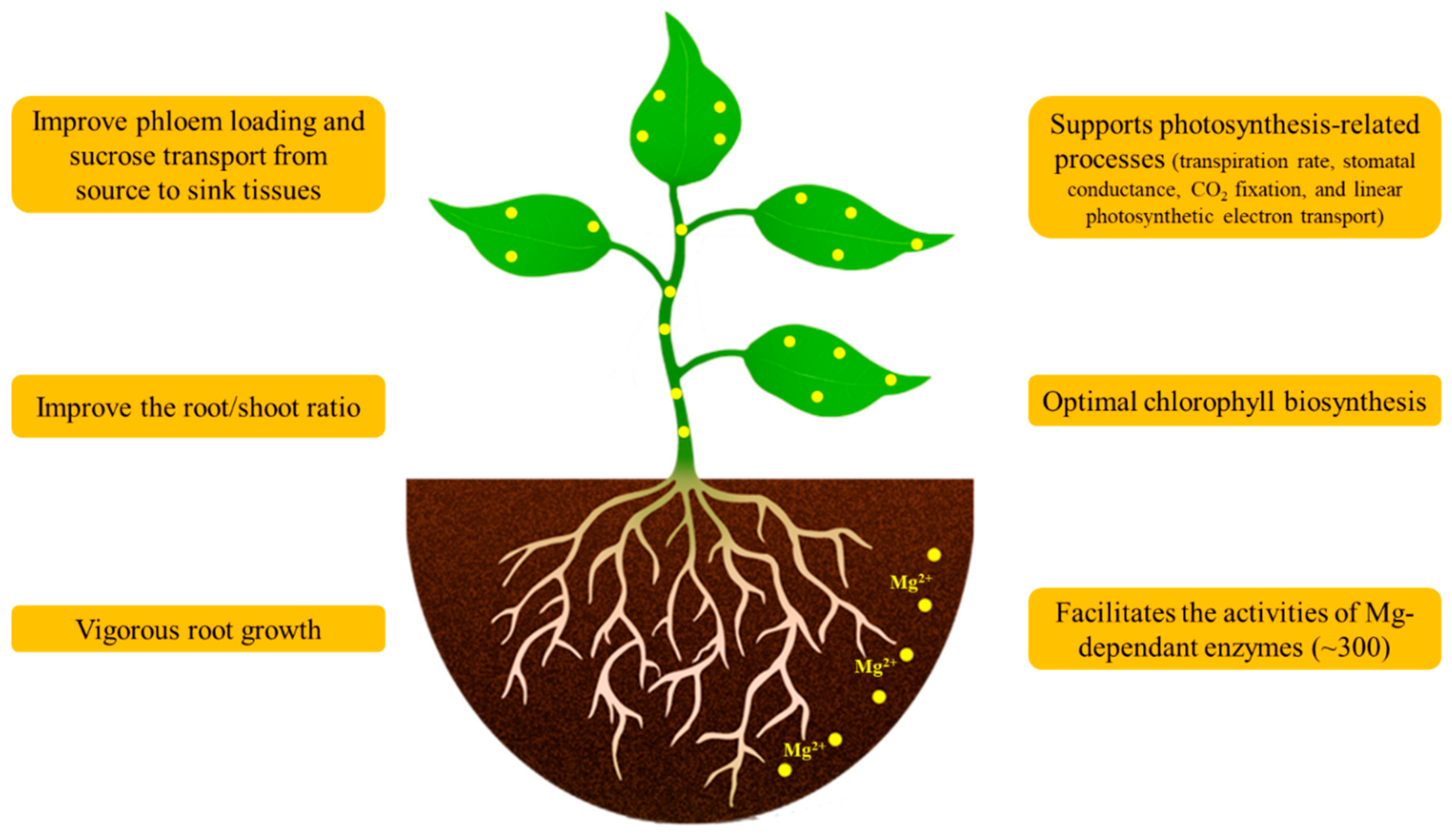 IJMS | Free Full-Text | Current Understandings on Magnesium Deficiency and  Future Outlooks for Sustainable Agriculture | HTML
