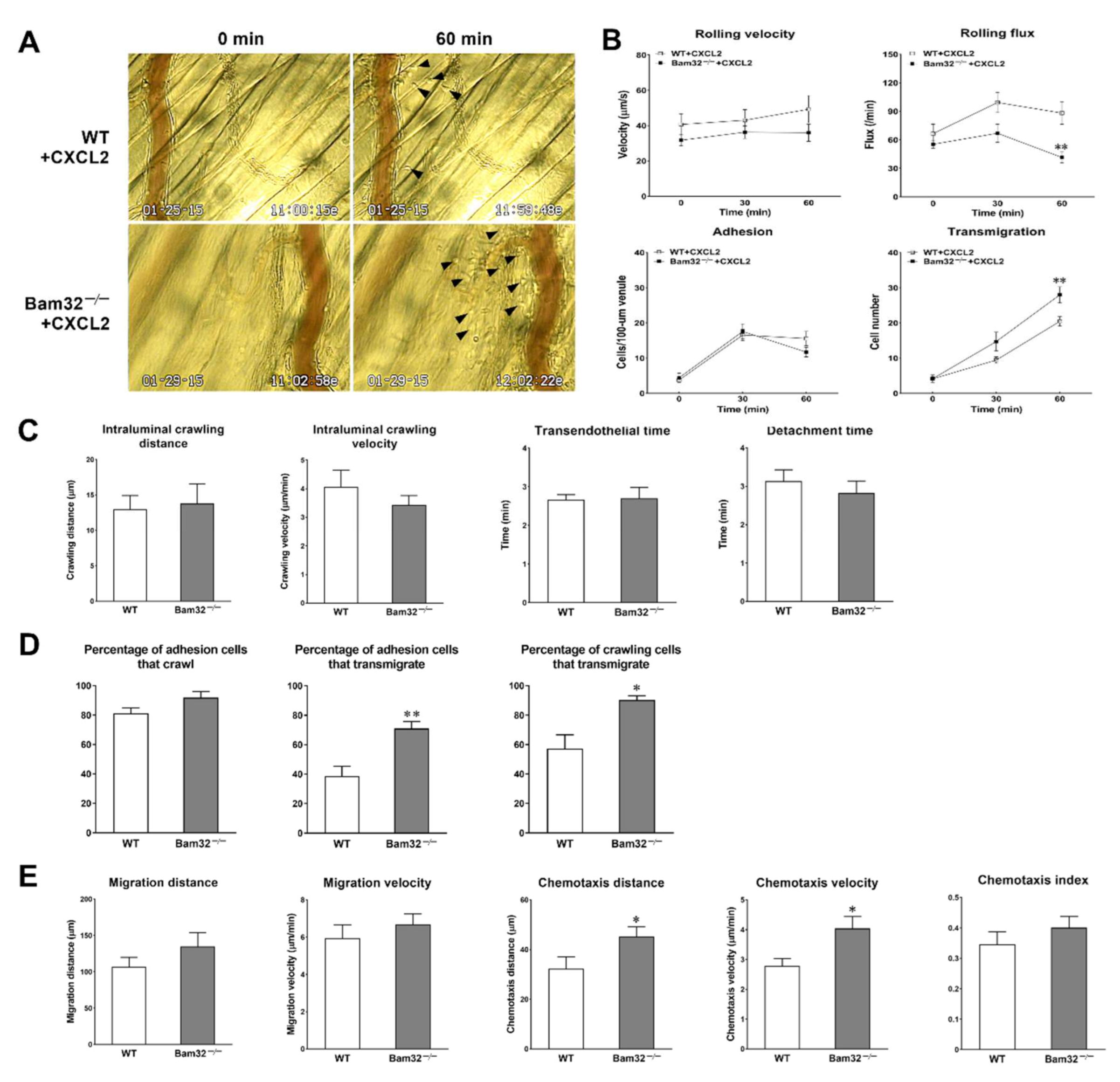 Ijms Free Full Text Suppressive Role Of Bam32 Dapp1 In Chemokine Induced Neutrophil Recruitment Html