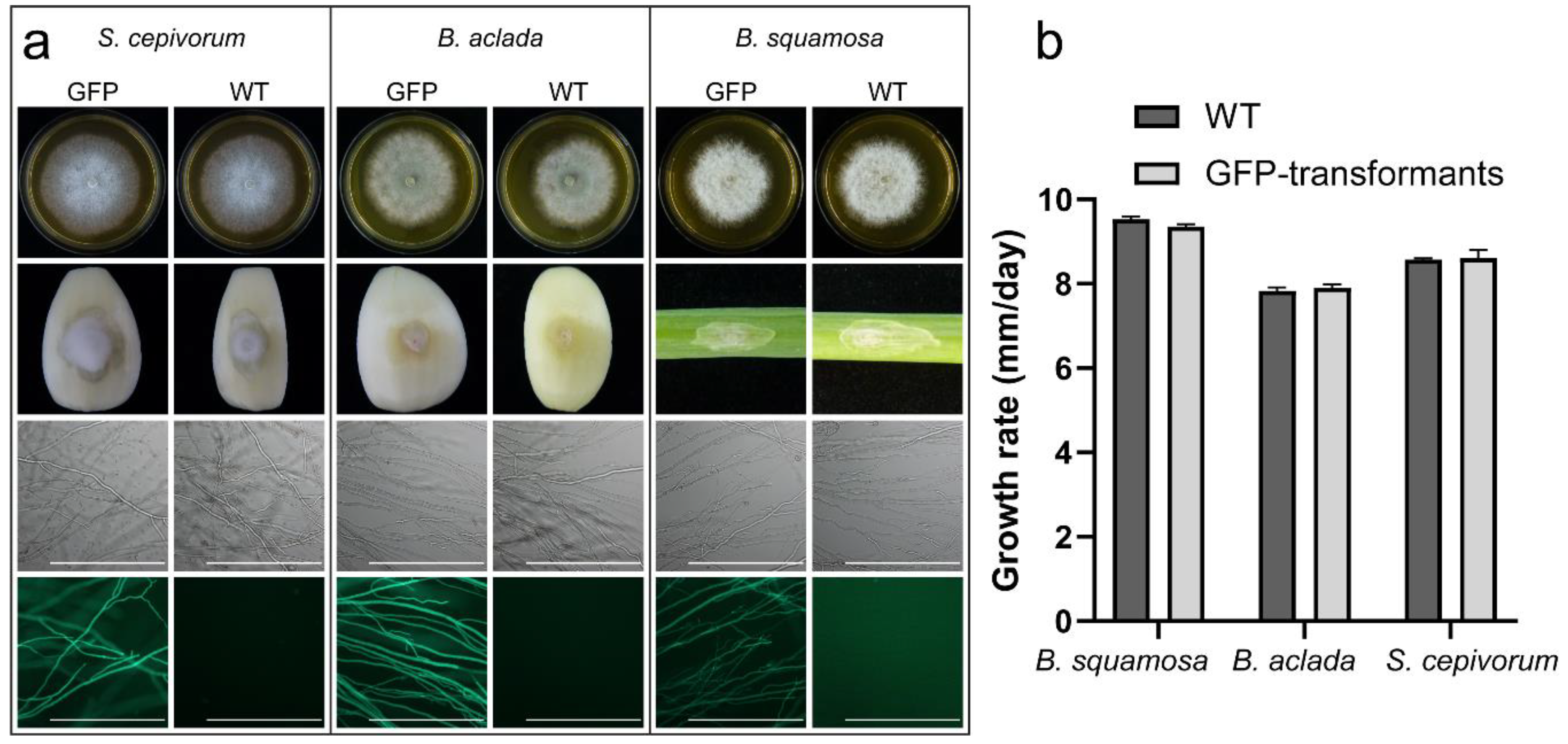 Ijms 22 01865 g001 Ijms 22 01865 g001