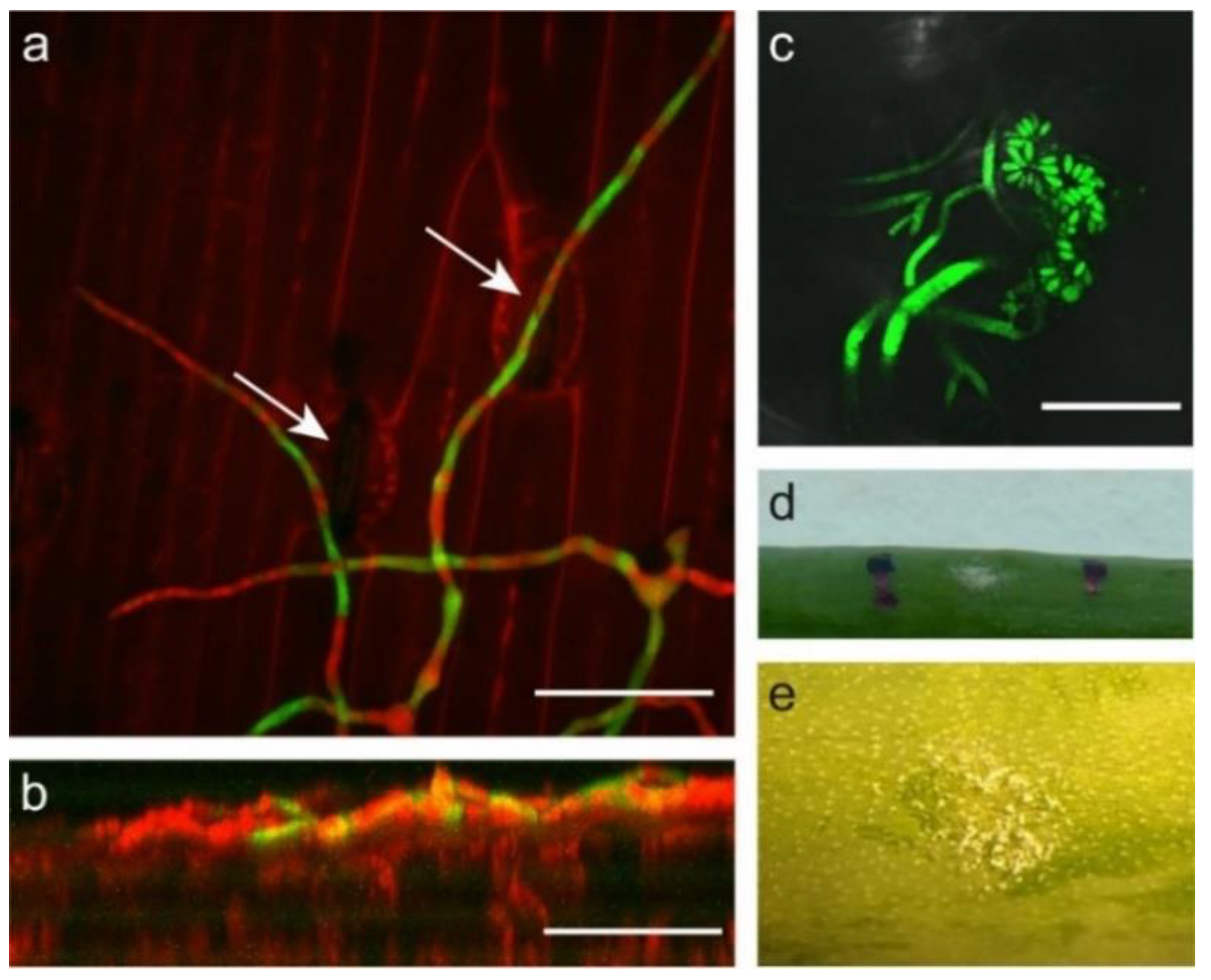 Ijms 22 01865 g003 Ijms 22 01865 g003