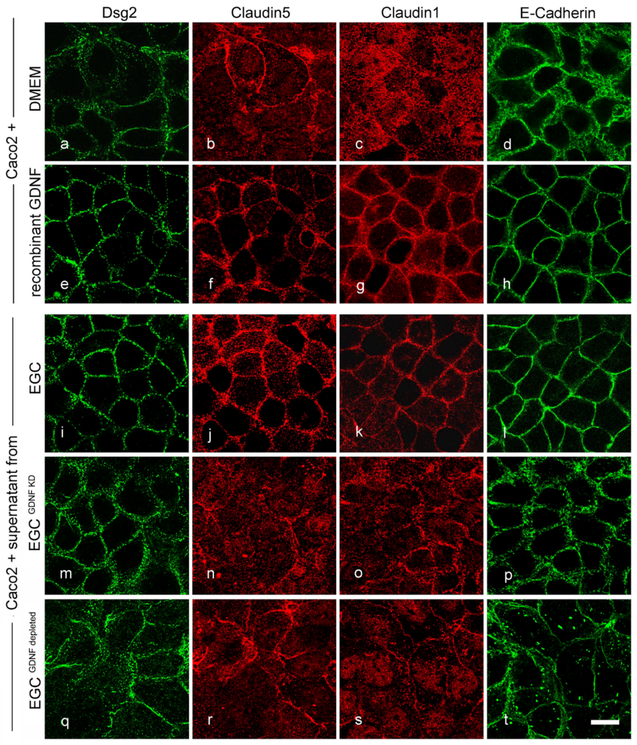 Ijms 22 01887 g005 Ijms 22 01887 g005