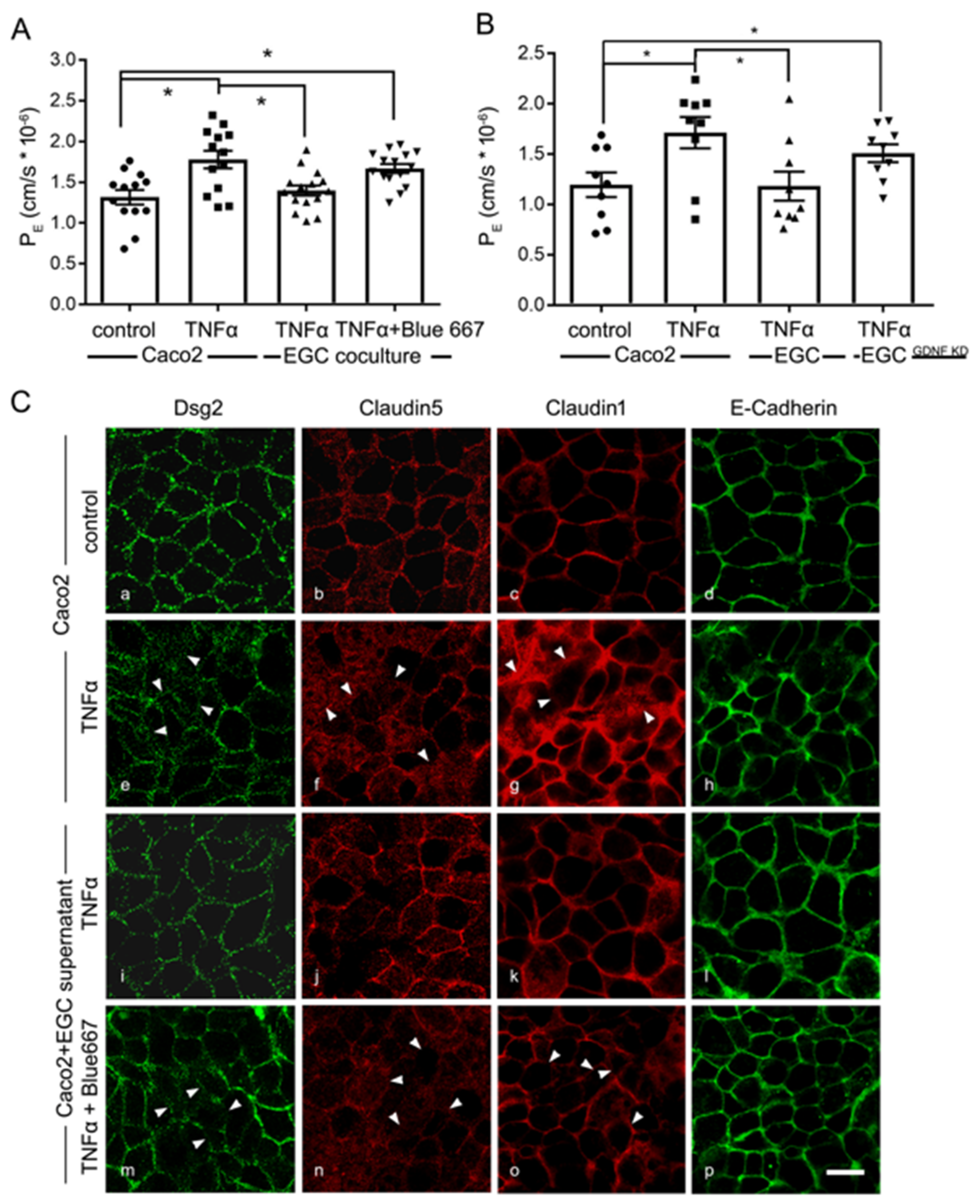 Ijms 22 01887 g008 Ijms 22 01887 g008