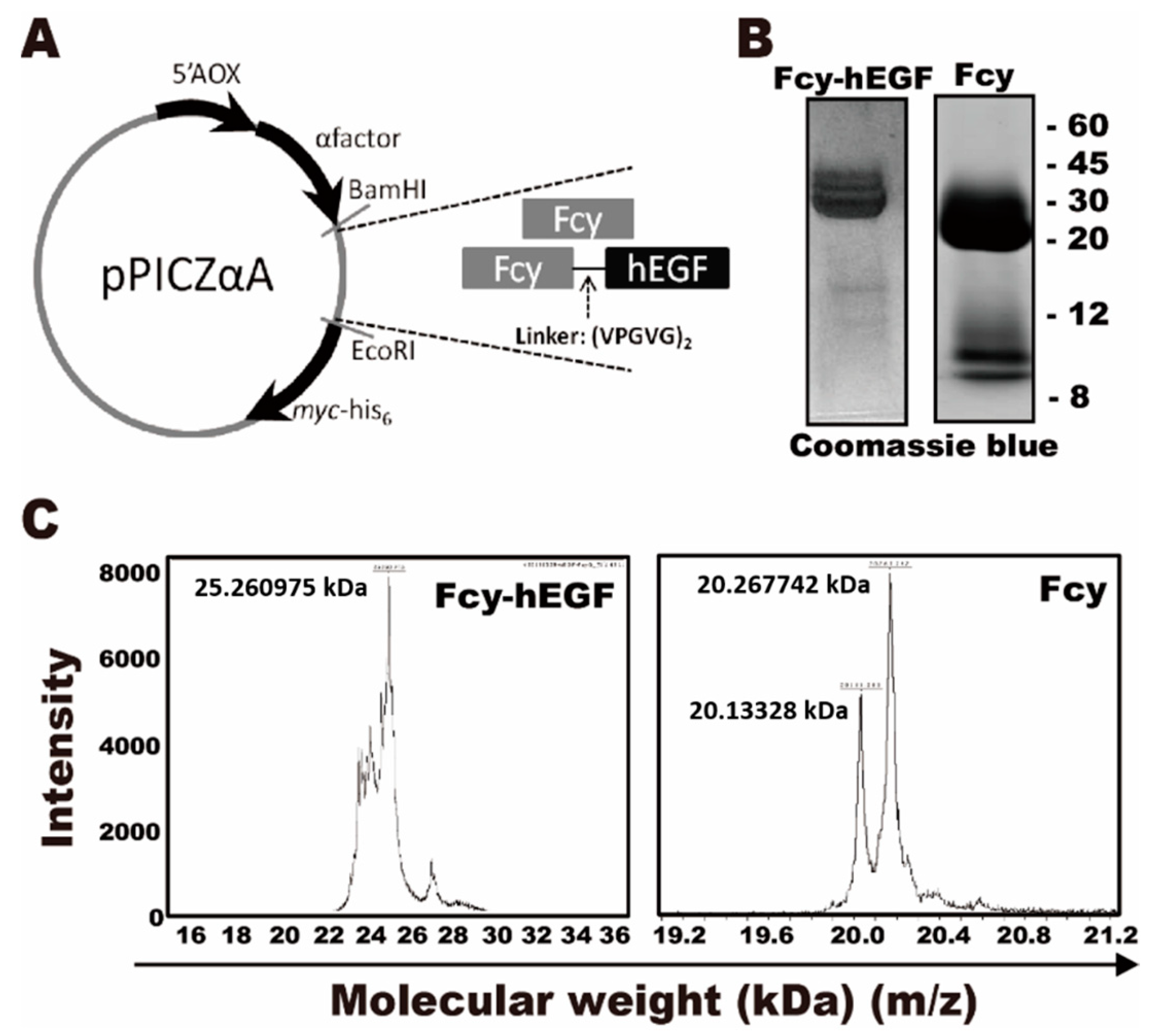 Ijms 22 01902 g001 Ijms 22 01902 g001
