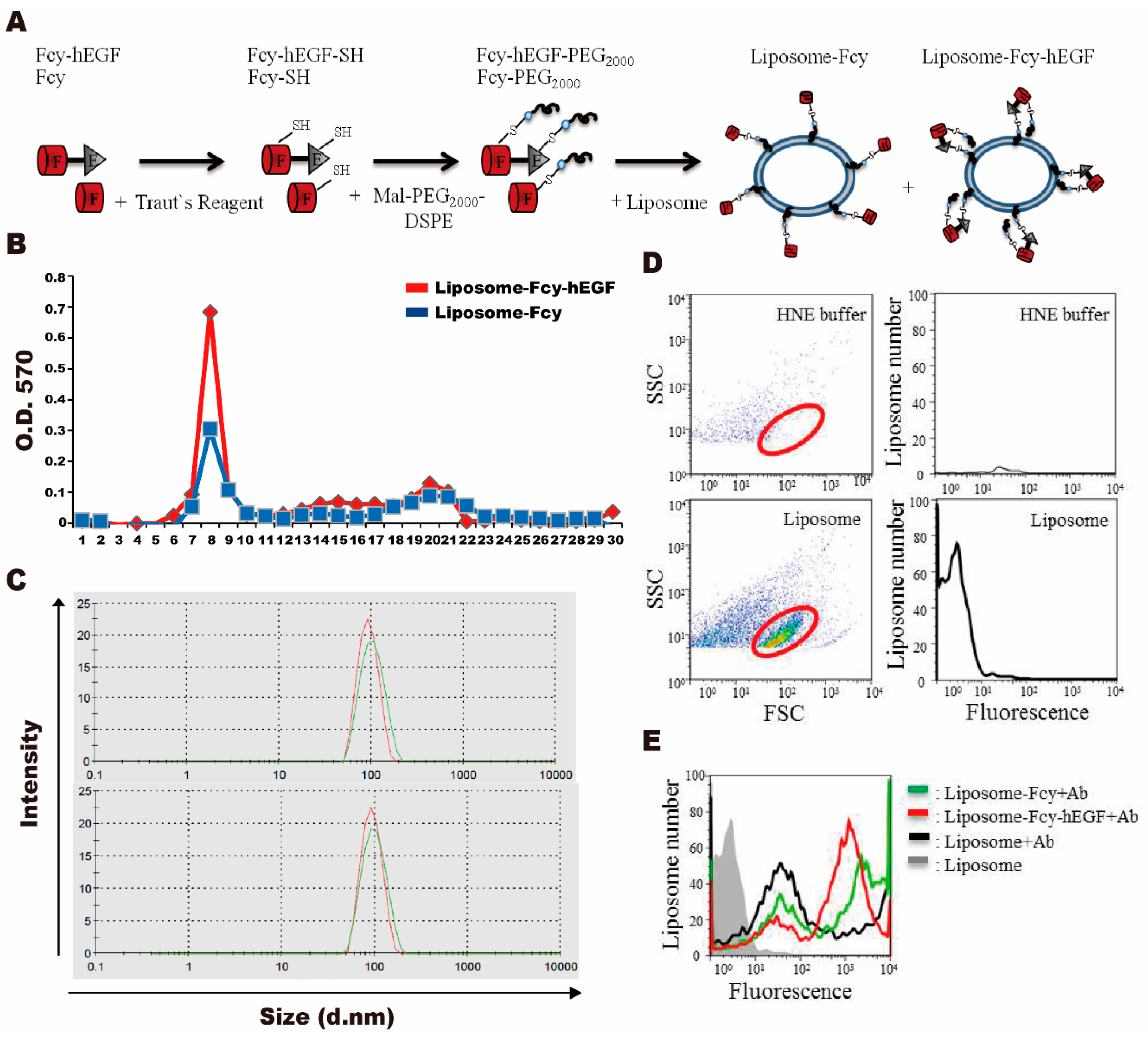 Ijms 22 01902 g002 Ijms 22 01902 g002