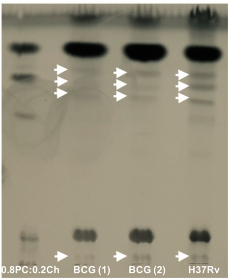 Ijms Free Full Text Generation Of Liposomes To Study The Effect Of Mycobacterium Tuberculosis Lipids On Hiv 1 Cis And Trans Infections Html