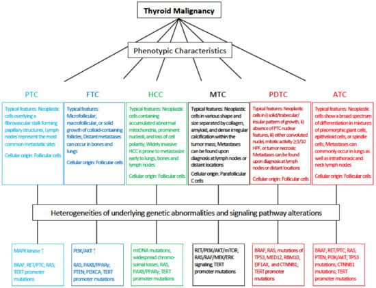 IJMS | Free Full-Text | Thyroid Carcinoma: Phenotypic Features, Underlying  Biology and Potential Relevance for Targeting Therapy | HTML