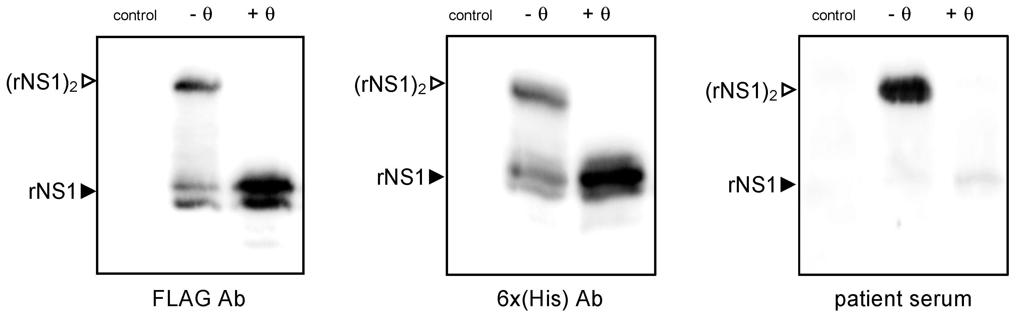 Ijms 22 01951 g002 Ijms 22 01951 g002