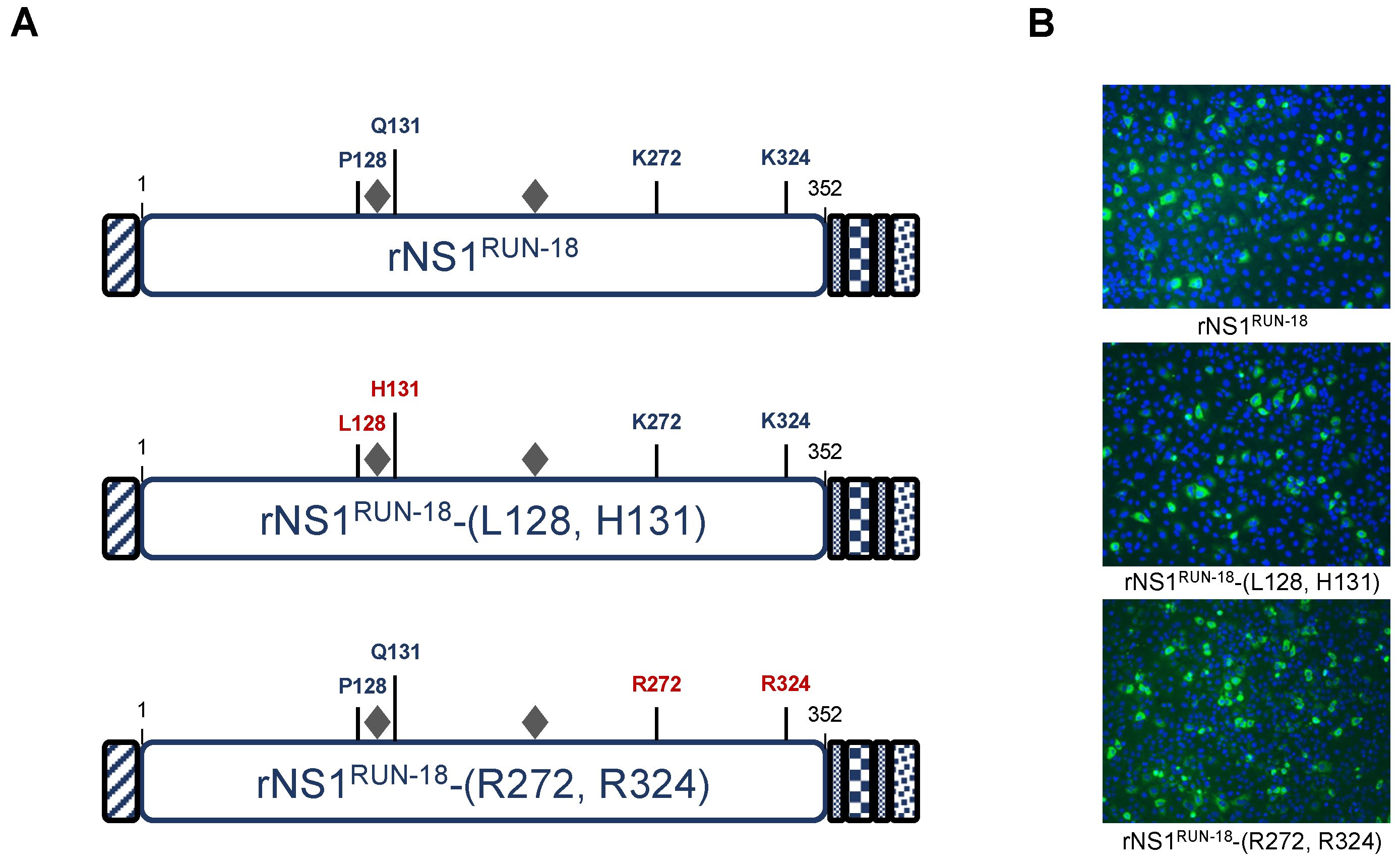 Ijms 22 01951 g005 Ijms 22 01951 g005