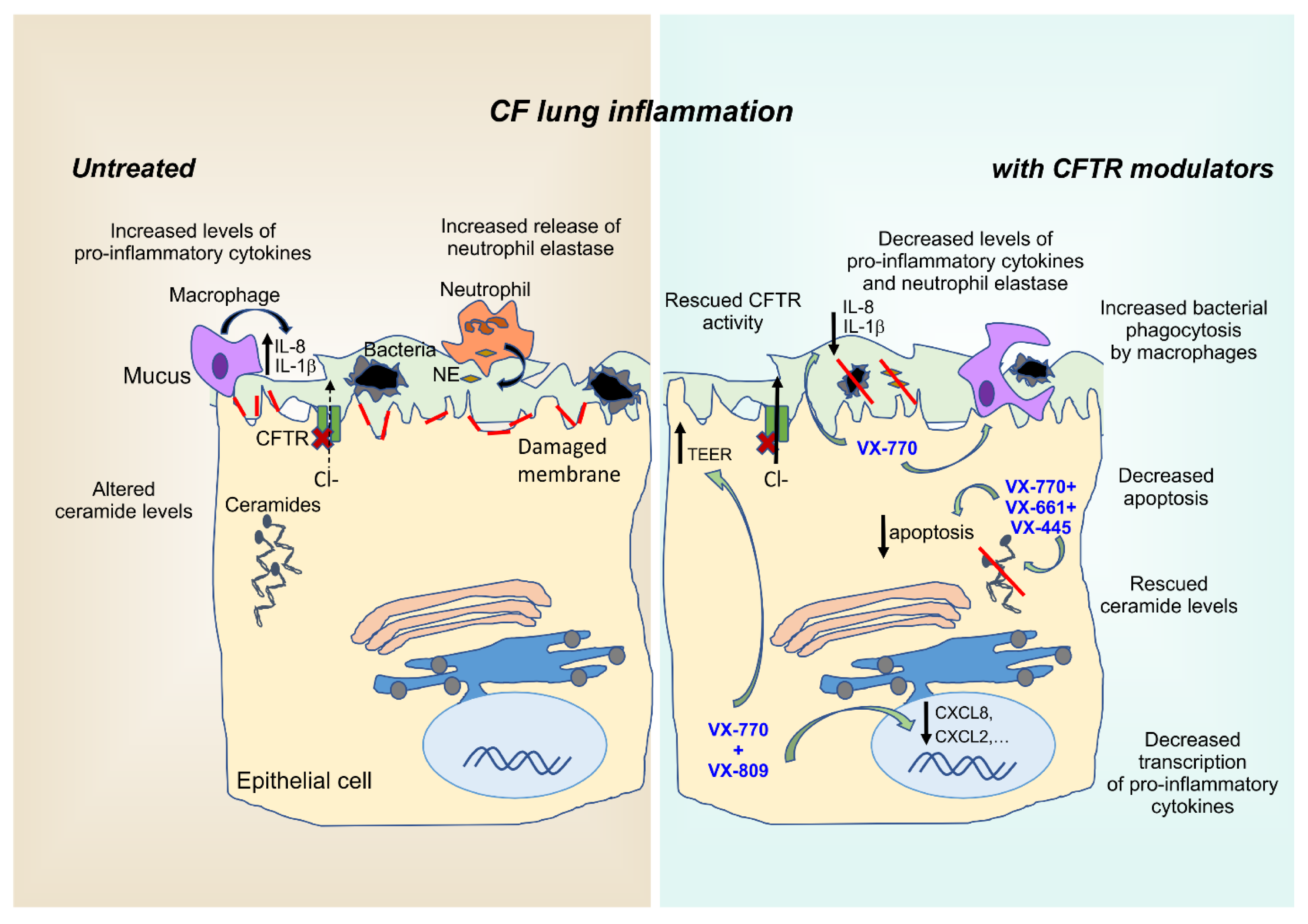 IJMS | Free Full-Text | Dysfunctional Inflammation in Cystic Fibrosis  Airways: From Mechanisms to Novel Therapeutic Approaches
