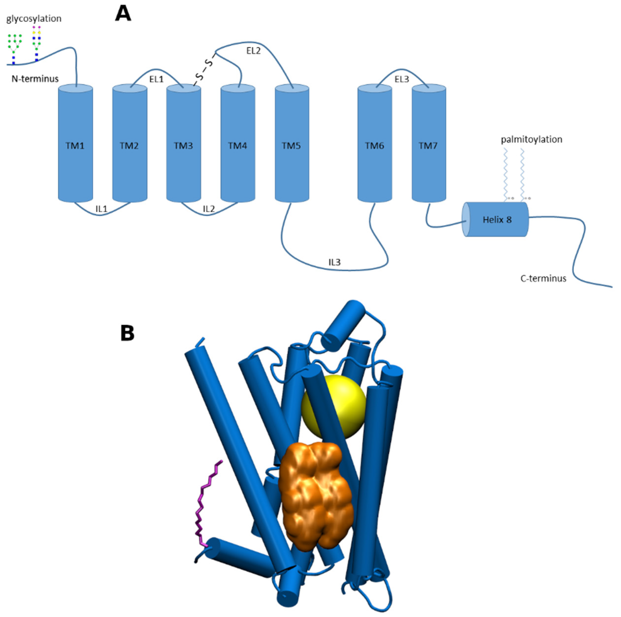 IJMS | Free Full-Text | Allosteric Modulation of GPCRs of Class A by  Cholesterol | HTML