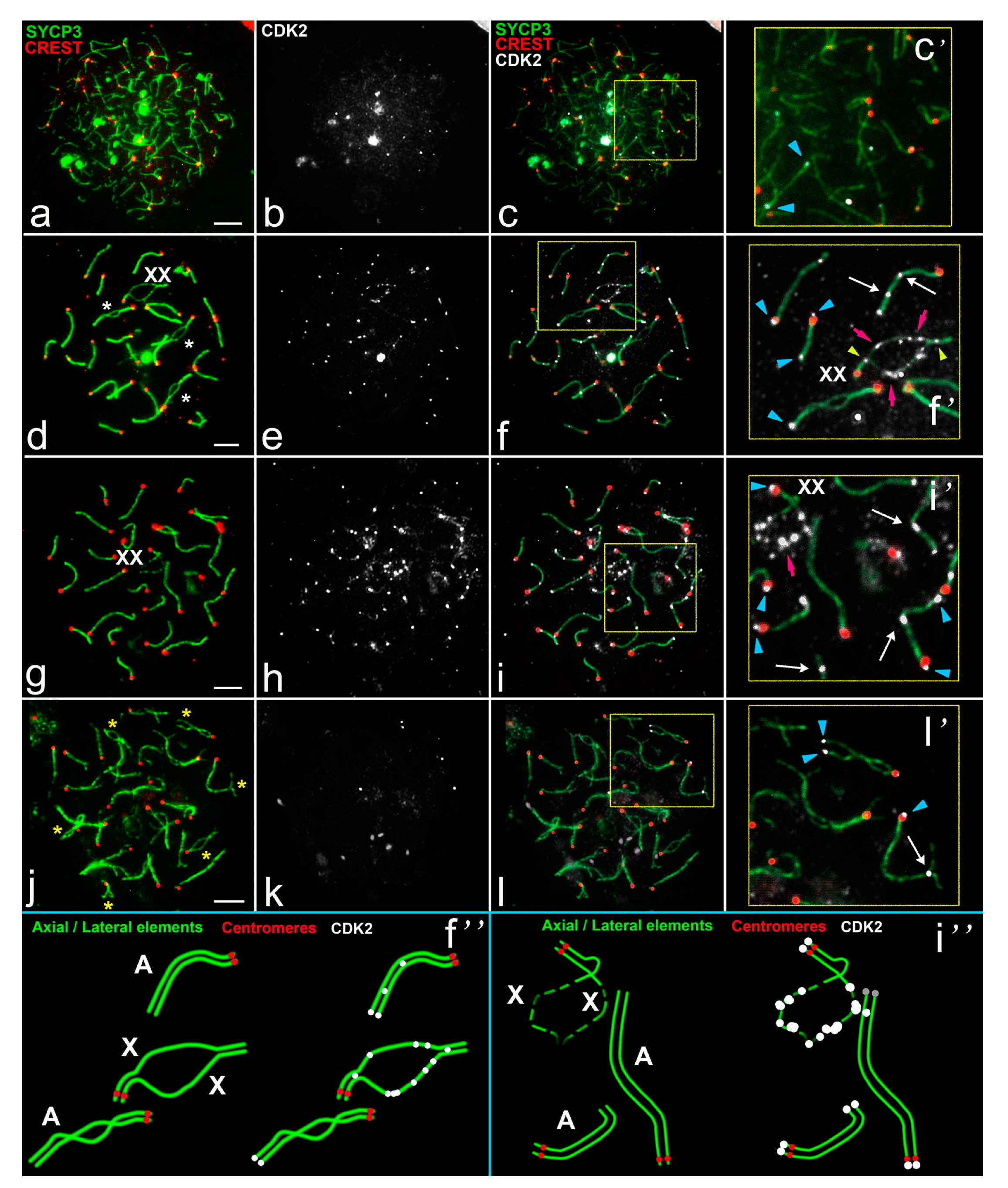 Ijms 22 01969 g003 Ijms 22 01969 g003