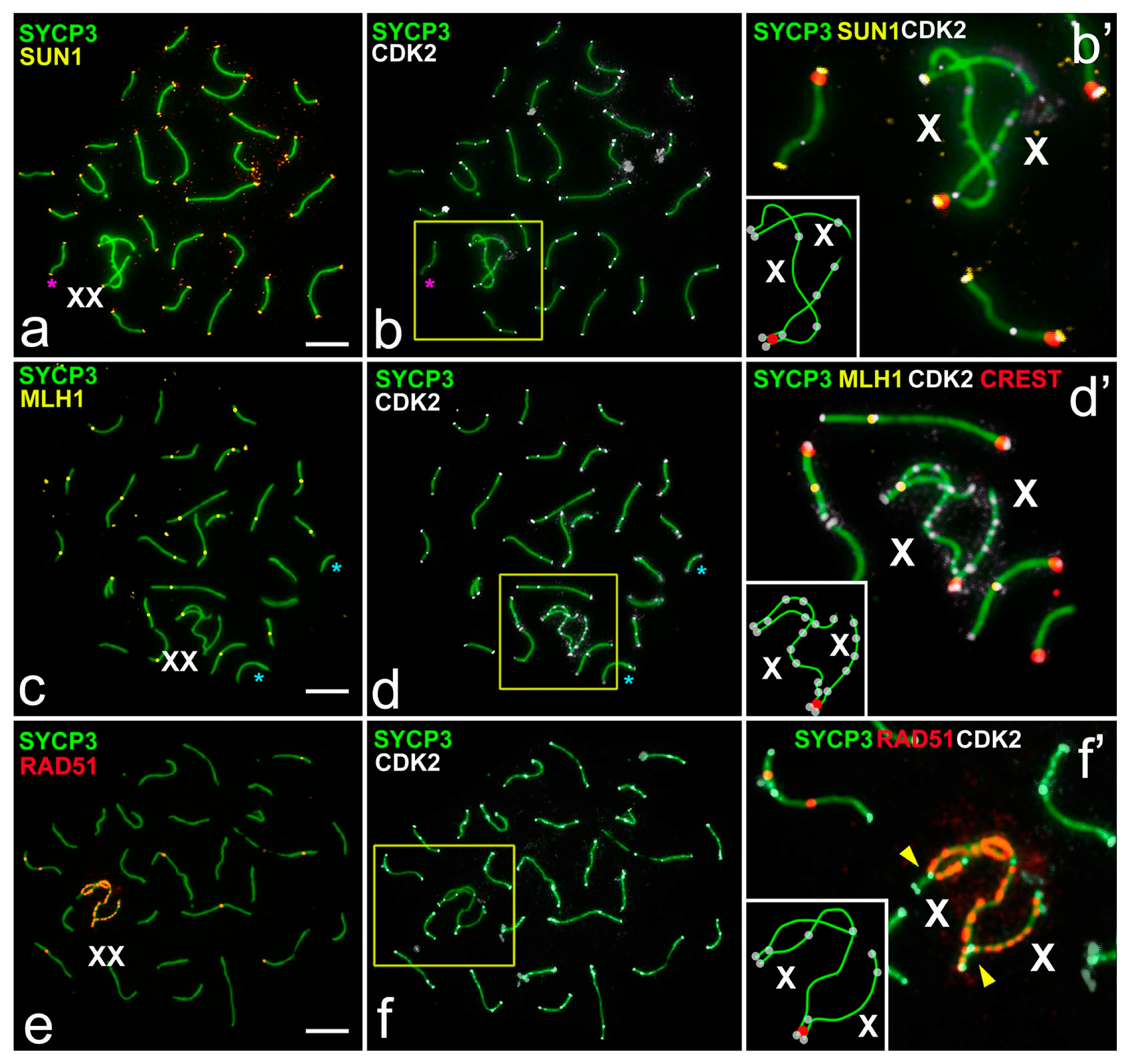 Ijms 22 01969 g004 Ijms 22 01969 g004