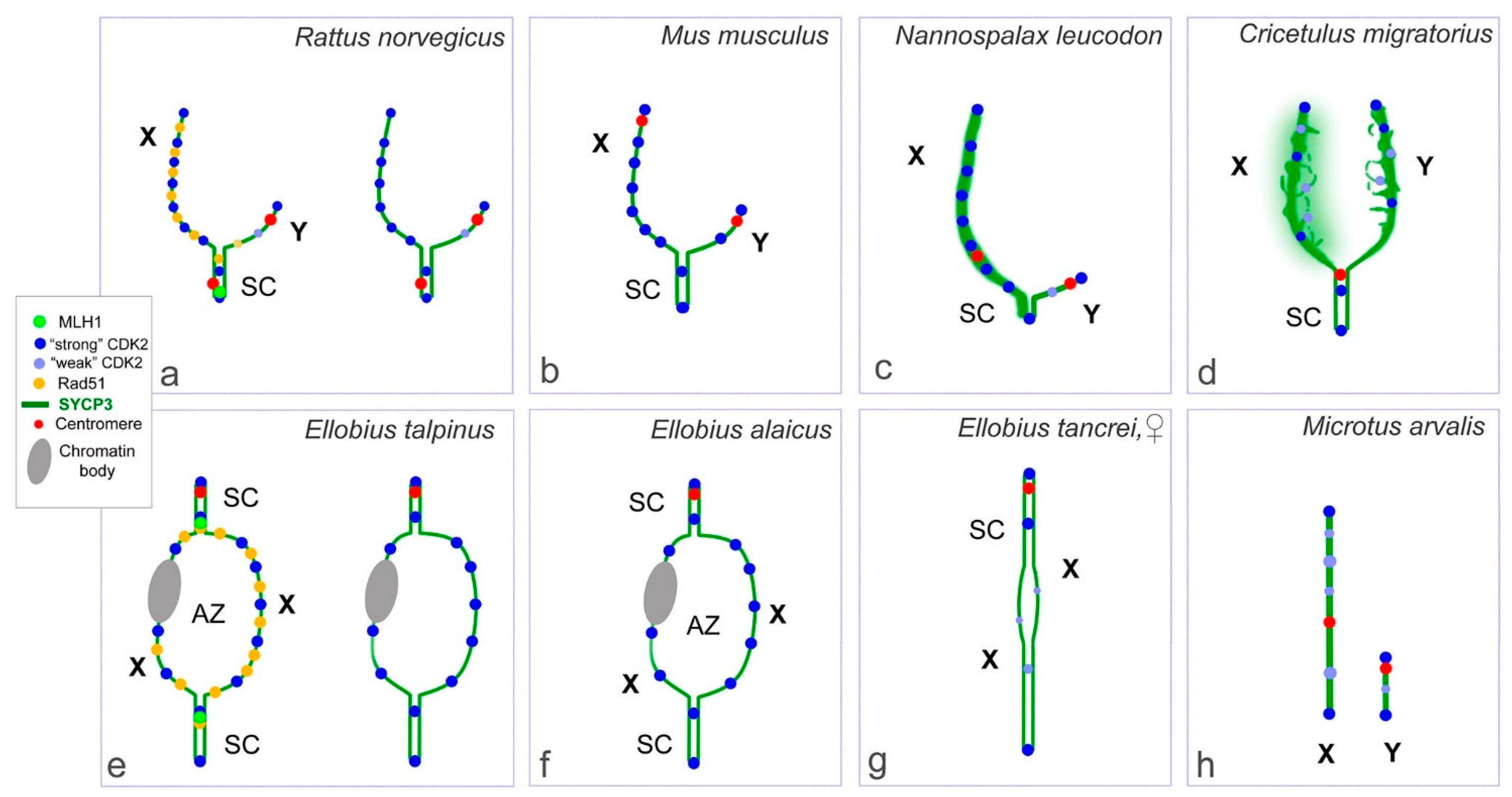 Ijms 22 01969 g006 Ijms 22 01969 g006