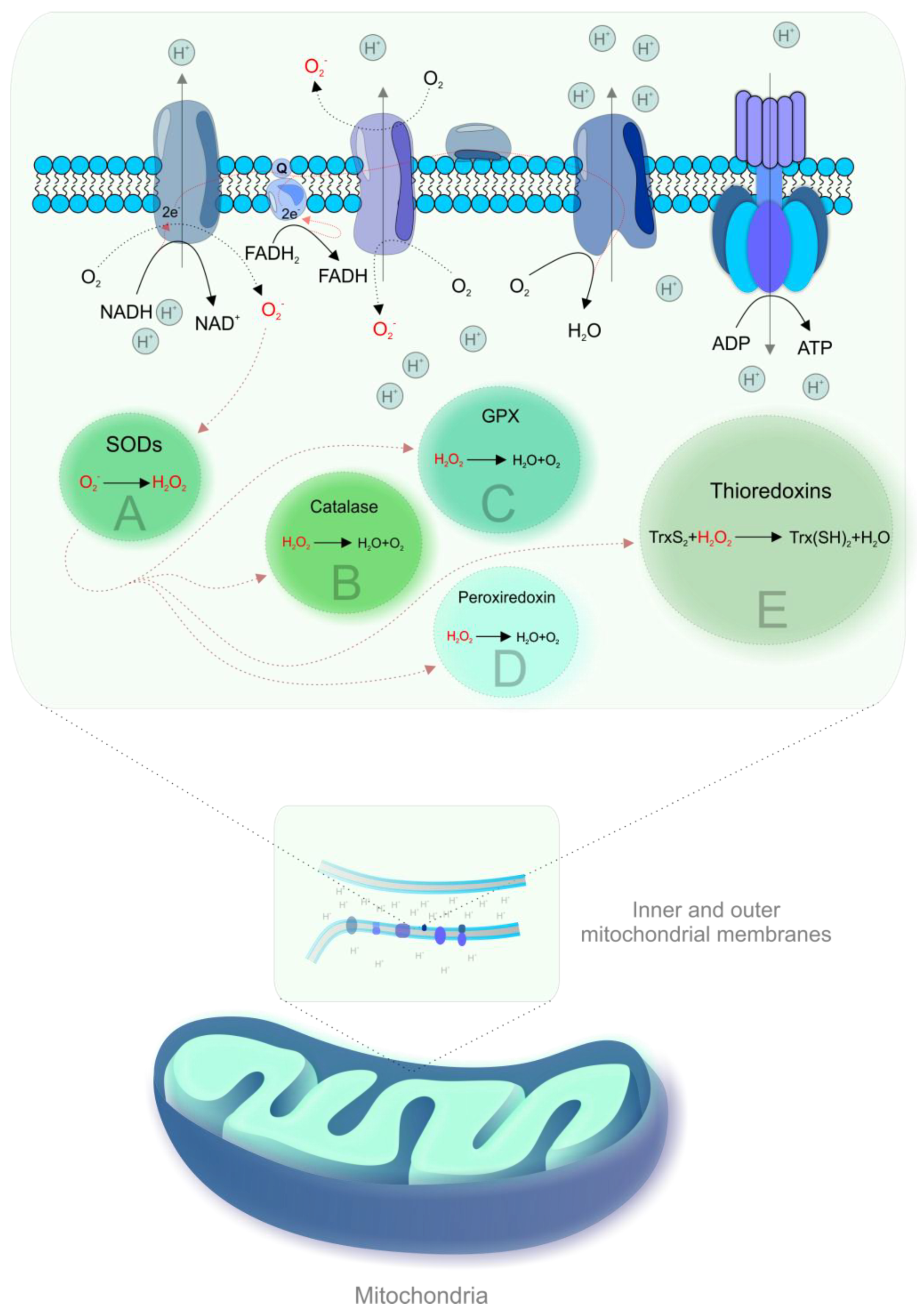 Ijms Free Full Text Mitochondriopathies As A Clue To Systemic Disorders Analytical Tools And Mitigating Measures In Context Of Predictive Preventive And Personalized 3p Medicine Html