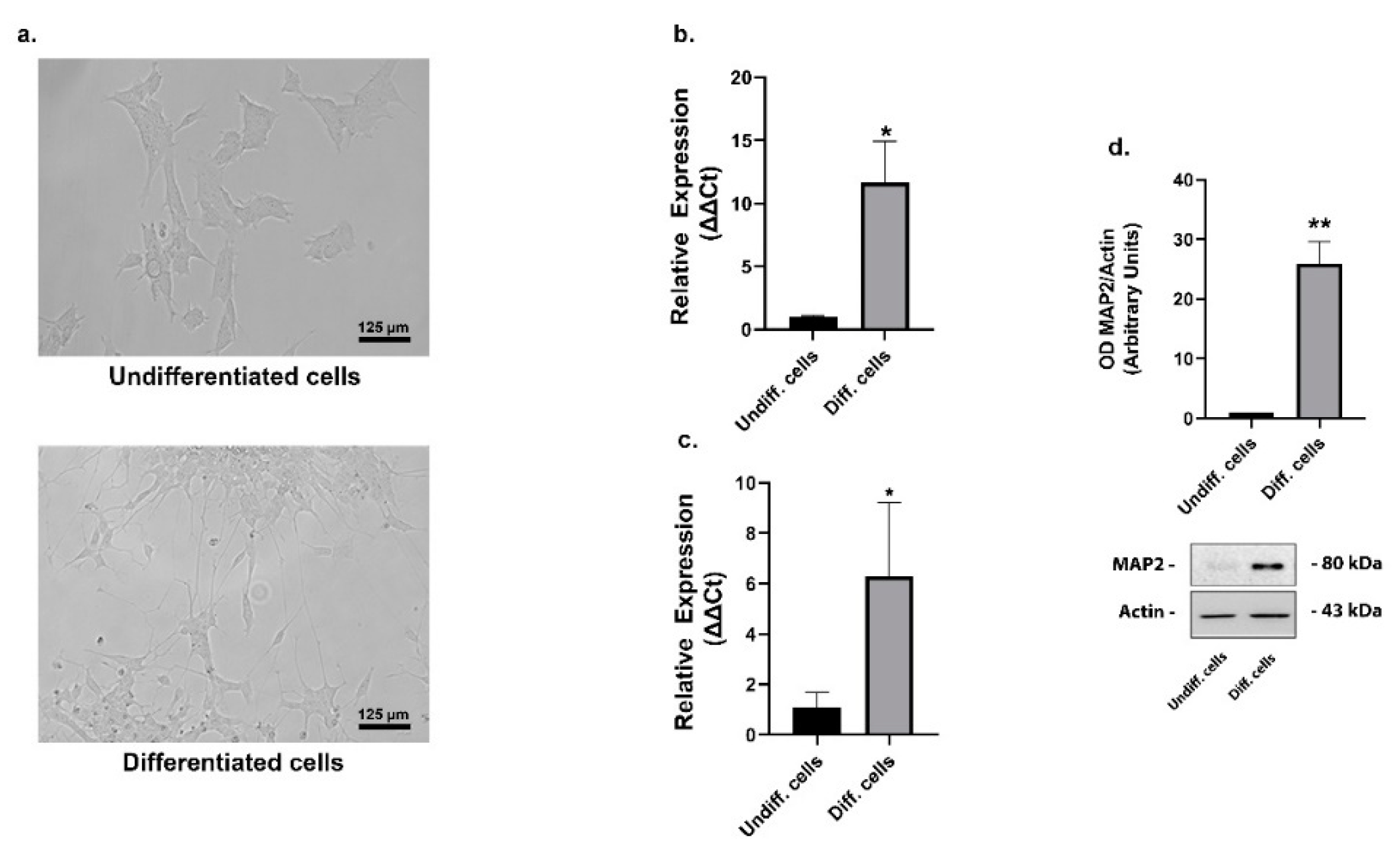 Ijms 22 02038 g001 Ijms 22 02038 g001