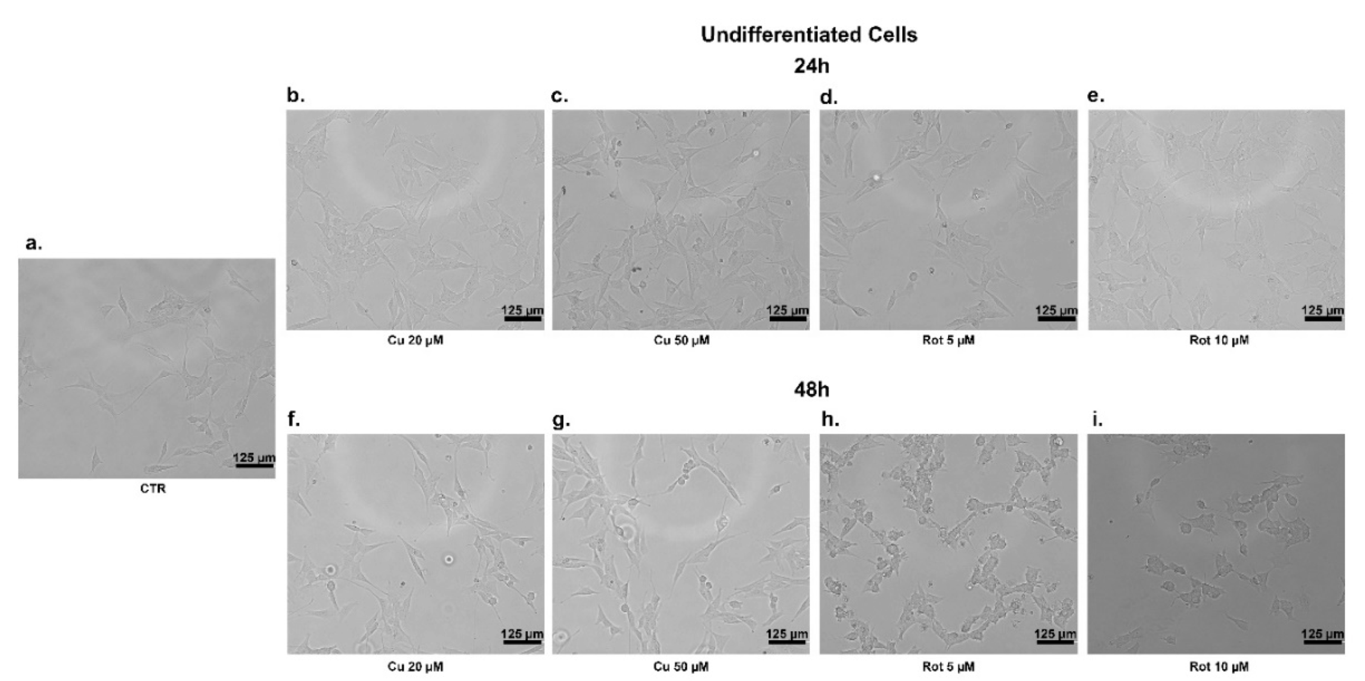 Ijms 22 02038 g003 Ijms 22 02038 g003