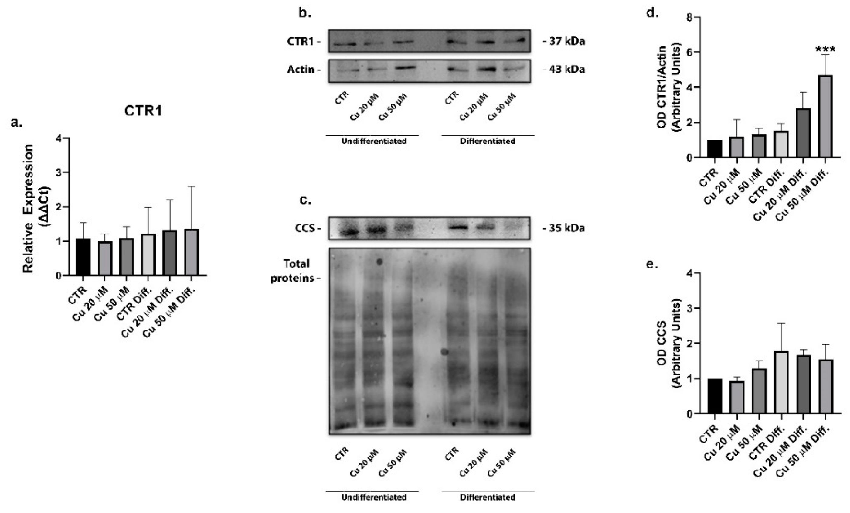 Ijms 22 02038 g006 Ijms 22 02038 g006