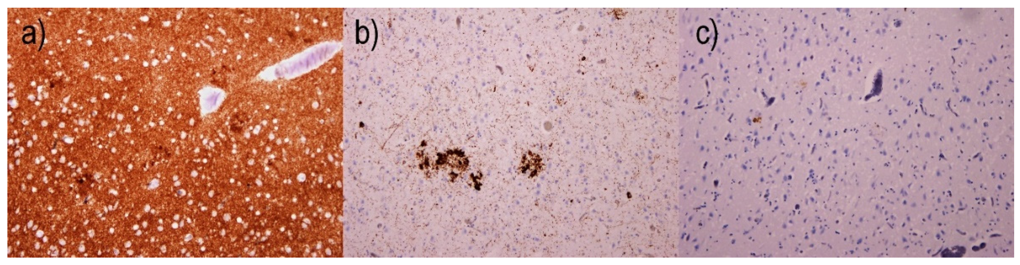 Ijms 22 02099 g004 Ijms 22 02099 g004