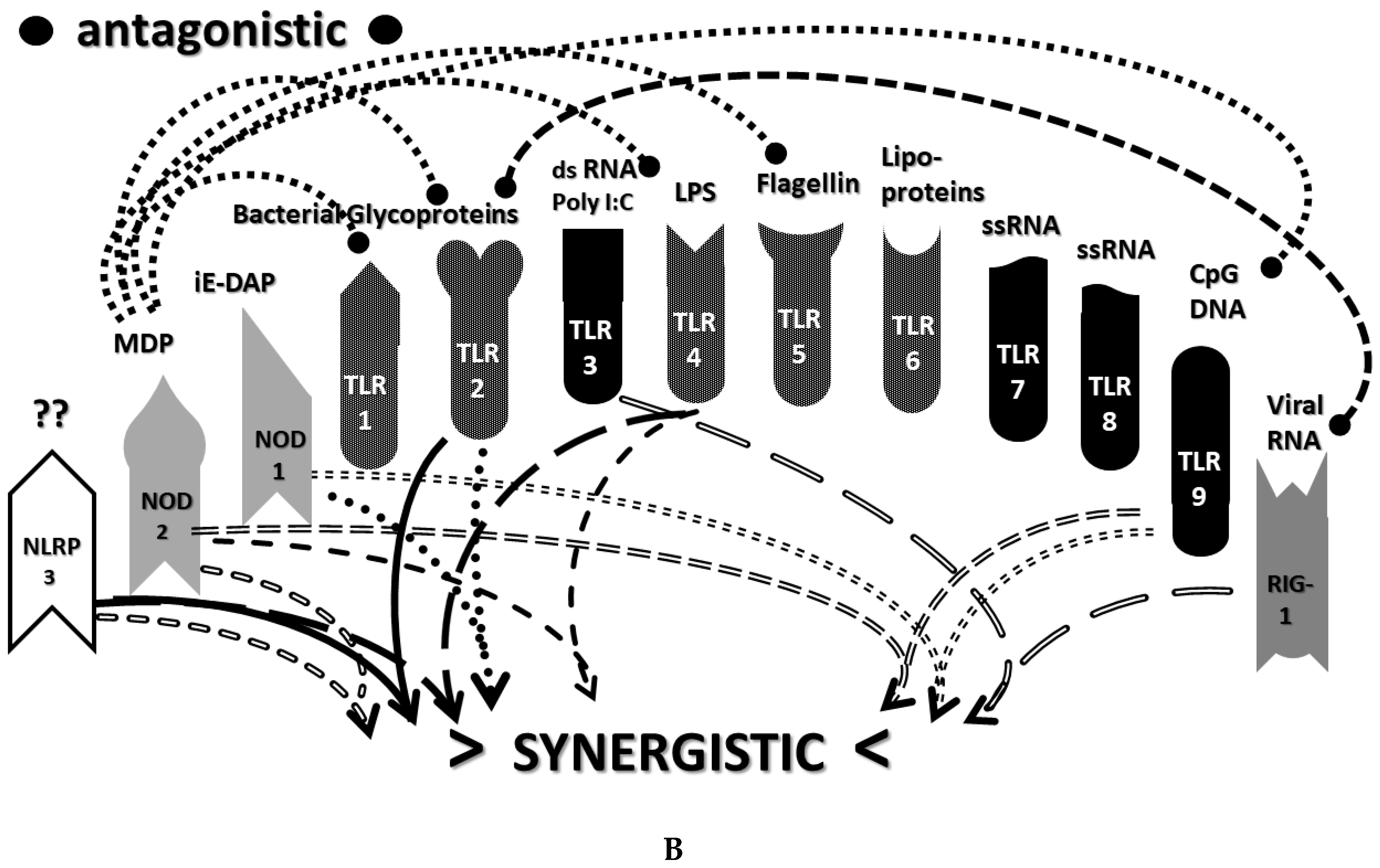 Ijms Free Full Text Innate Receptor Activation Patterns Involving Tlr And Nlr Synergisms In Covid 19 Ali Ards And Sepsis Cytokine Storms A Review And Model Making Novel Predictions And Therapeutic Suggestions