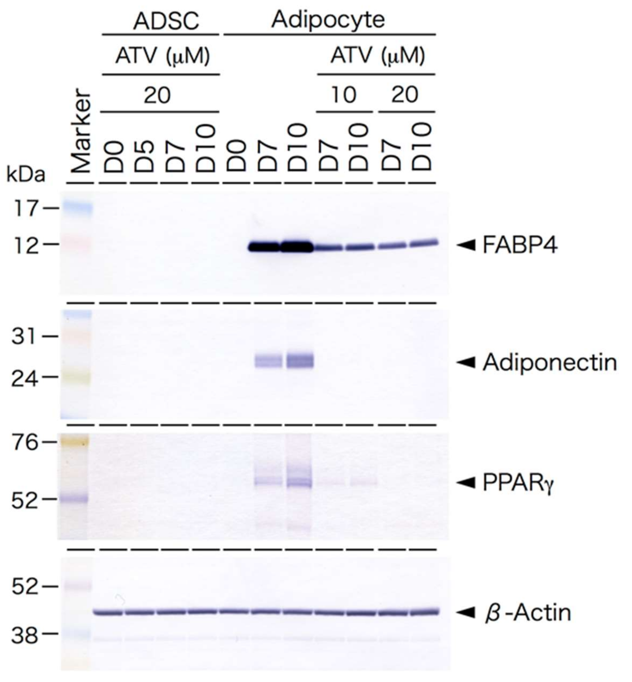 Ijms 22 02114 g003 Ijms 22 02114 g003