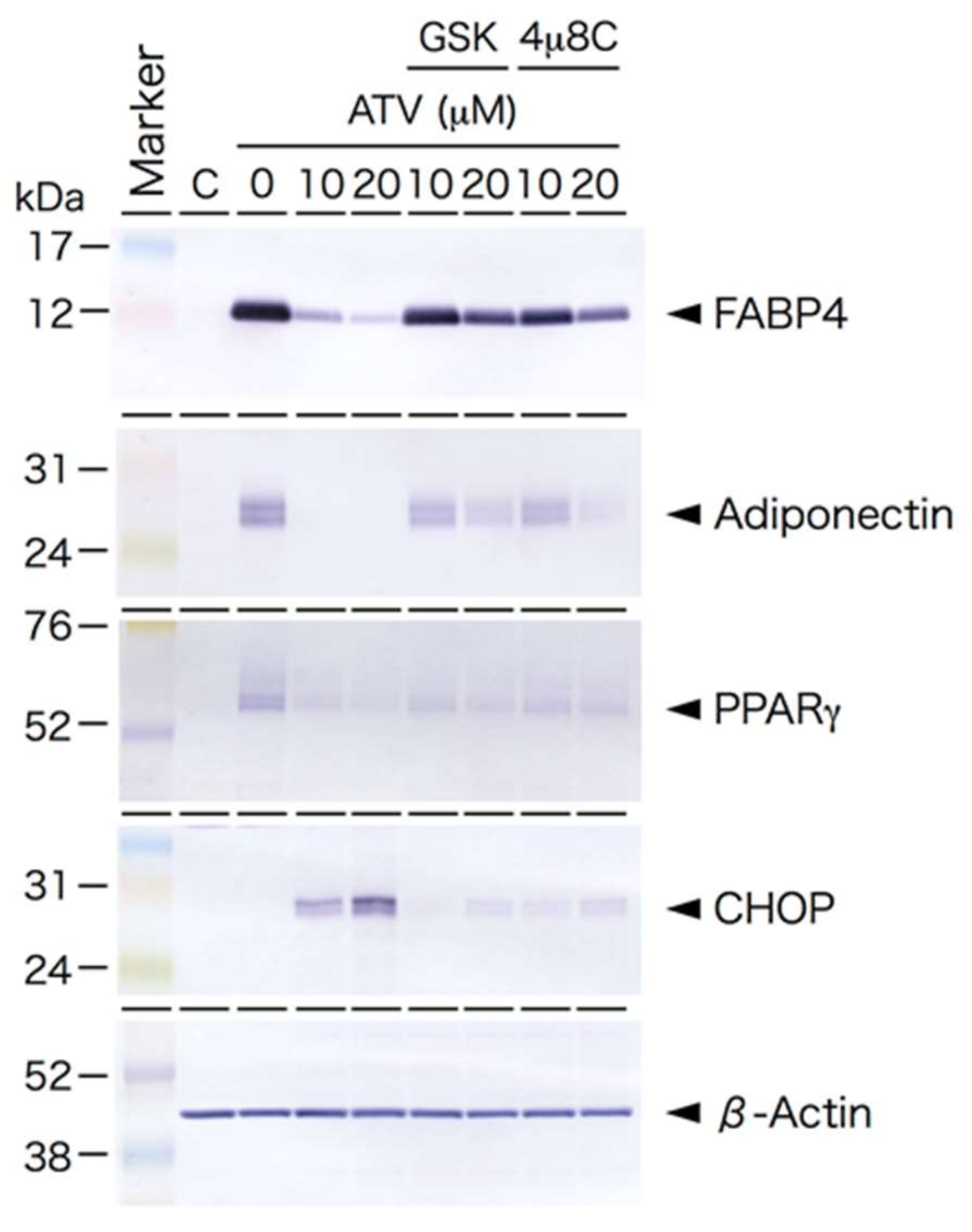 Ijms 22 02114 g007 Ijms 22 02114 g007