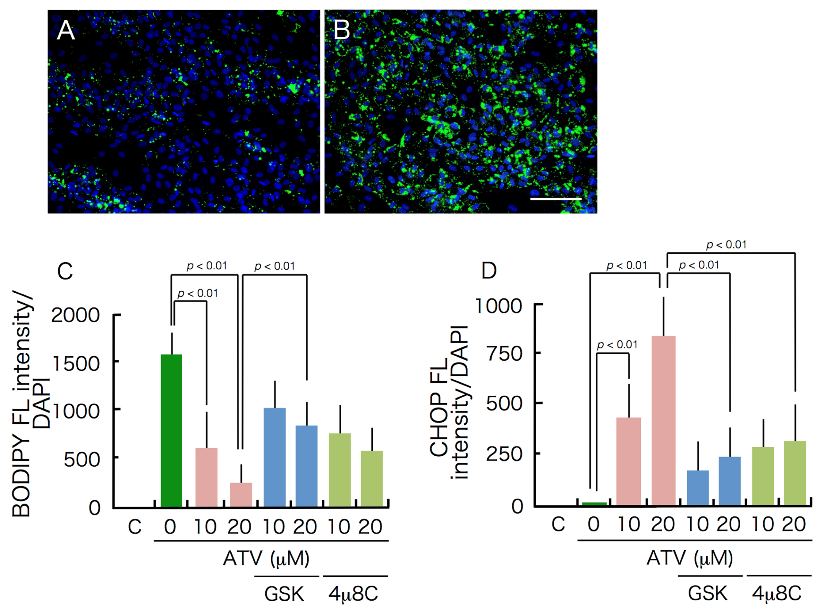 Ijms 22 02114 g008 Ijms 22 02114 g008