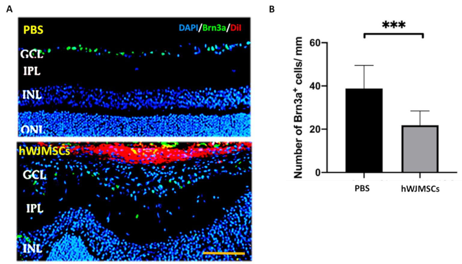 Ijms 22 02117 g003 Ijms 22 02117 g003