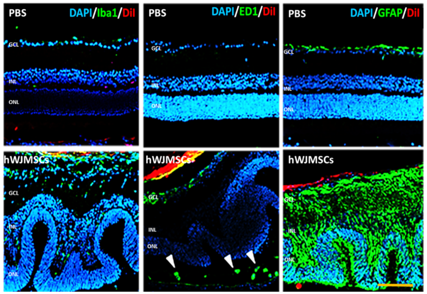Ijms 22 02117 g004 Ijms 22 02117 g004